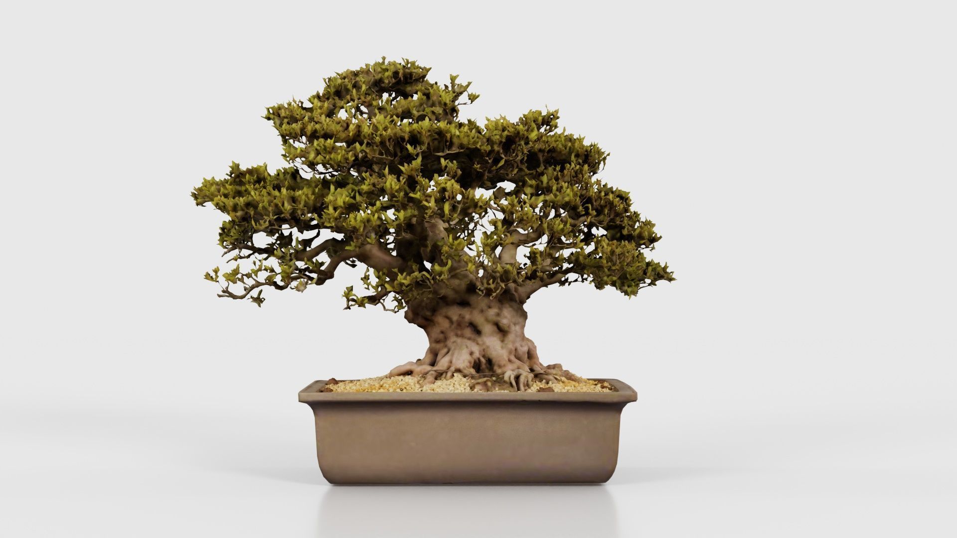 Satsuki Nyohozan 2 Bonsai Tree Low-poly 3D model_21