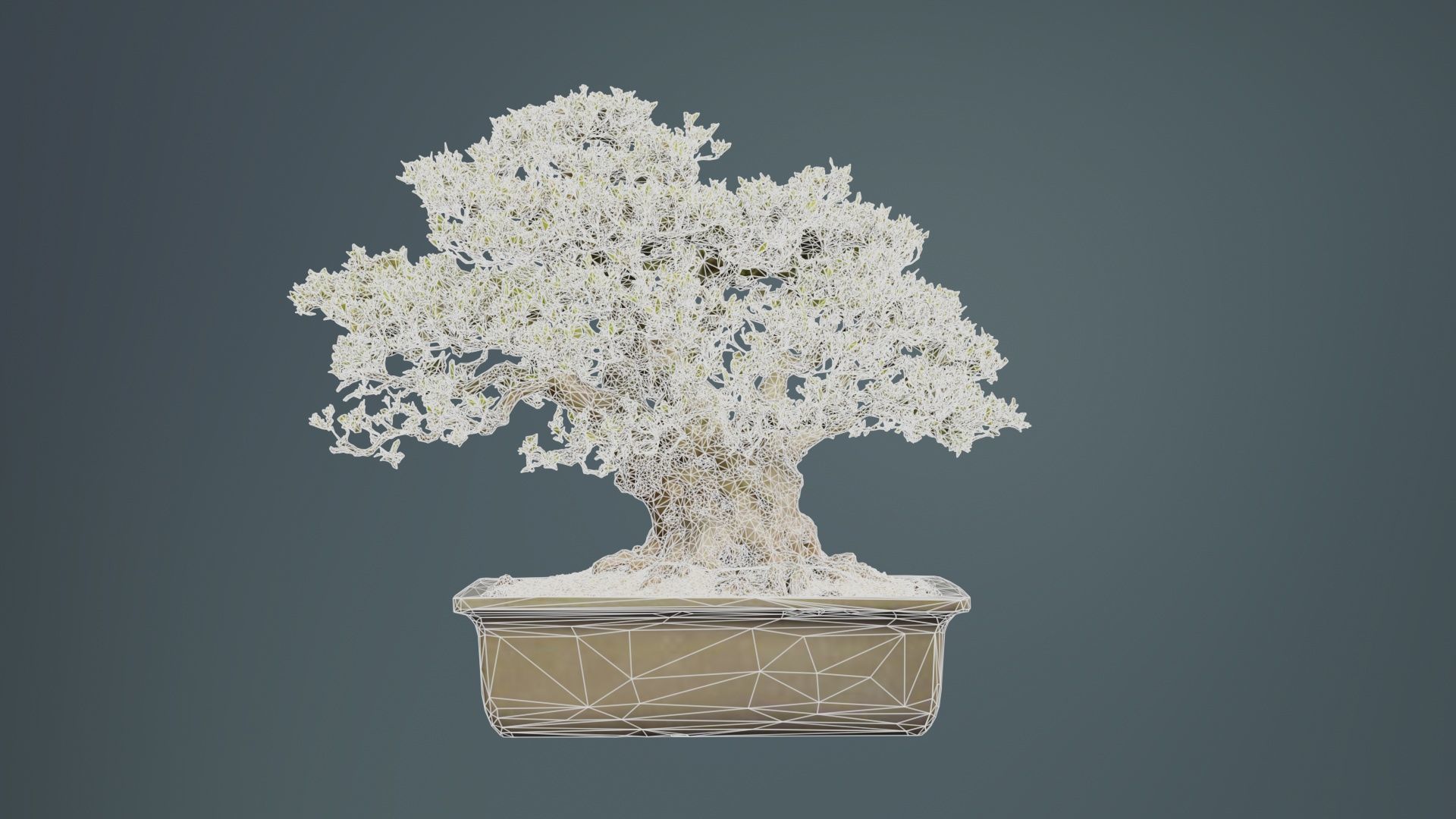 Satsuki Nyohozan 2 Bonsai Tree Low-poly 3D model_10