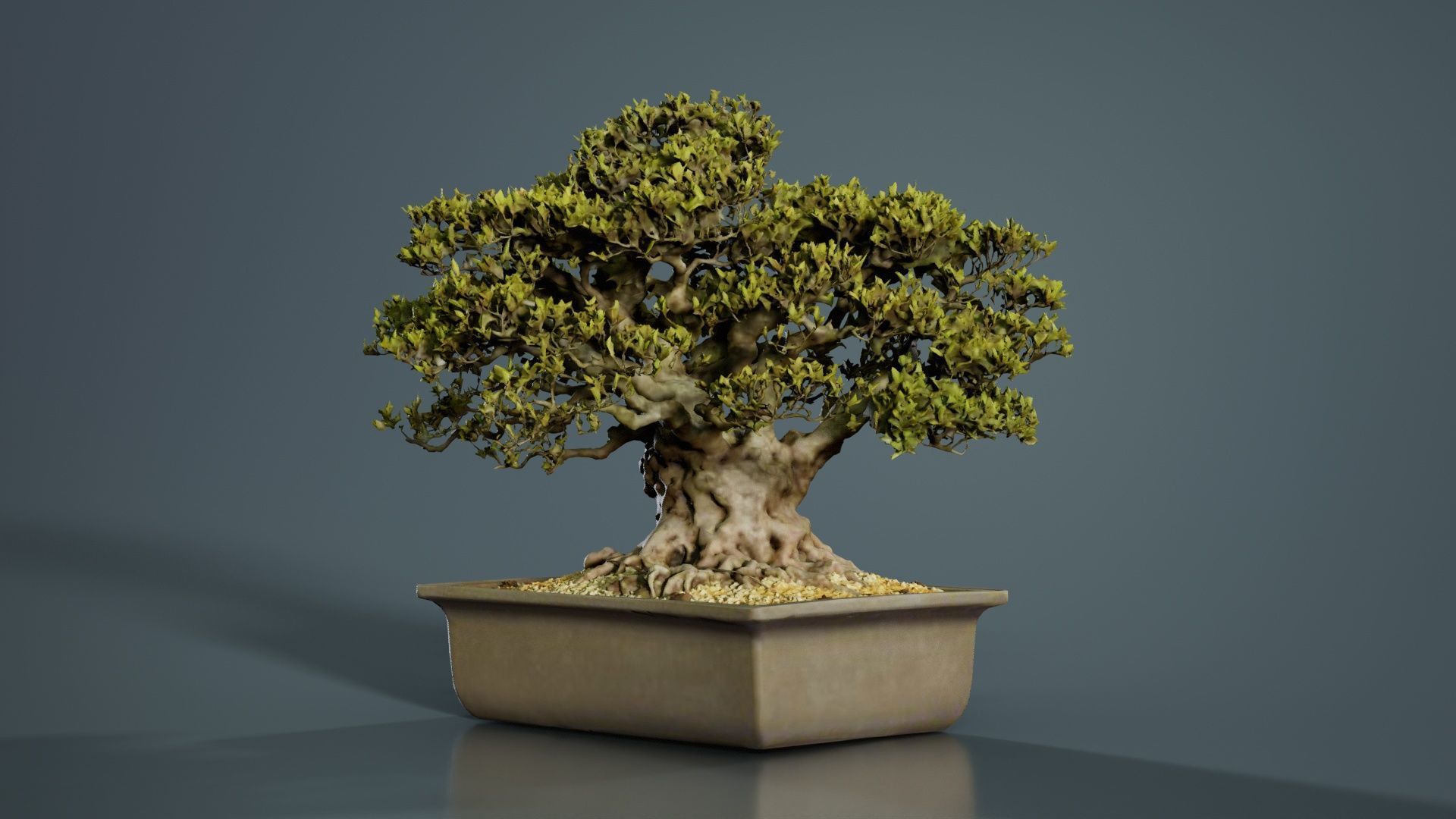 Satsuki Nyohozan 2 Bonsai Tree Low-poly 3D model_8