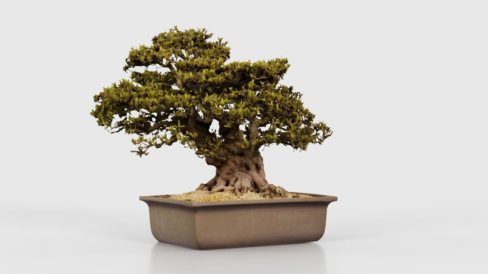 Satsuki Nyohozan 2 Bonsai Tree Low-poly 3D model_22