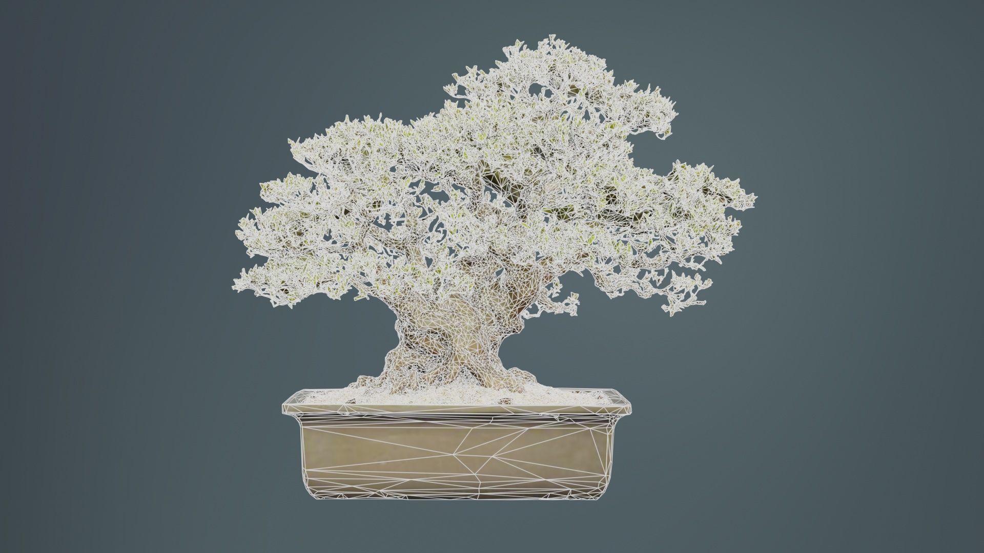 Satsuki Nyohozan 2 Bonsai Tree Low-poly 3D model_9