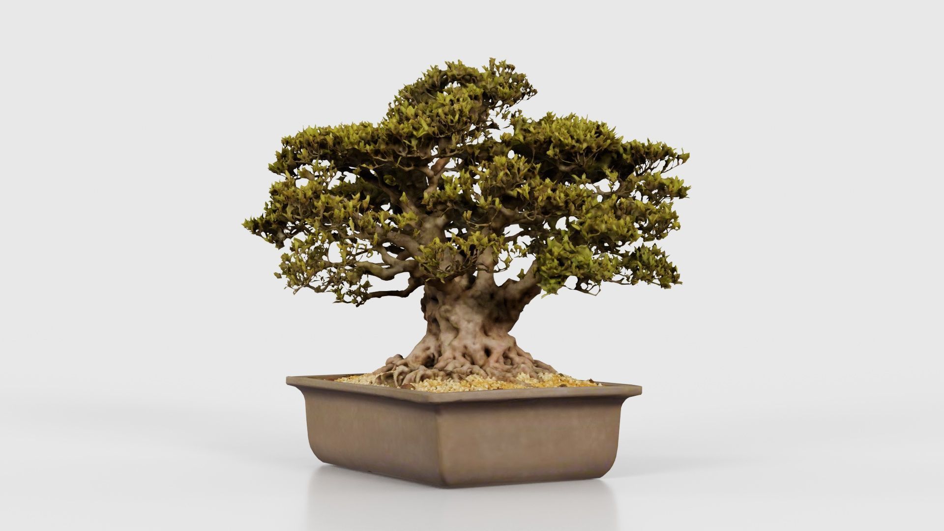 Satsuki Nyohozan 2 Bonsai Tree Low-poly 3D model_19