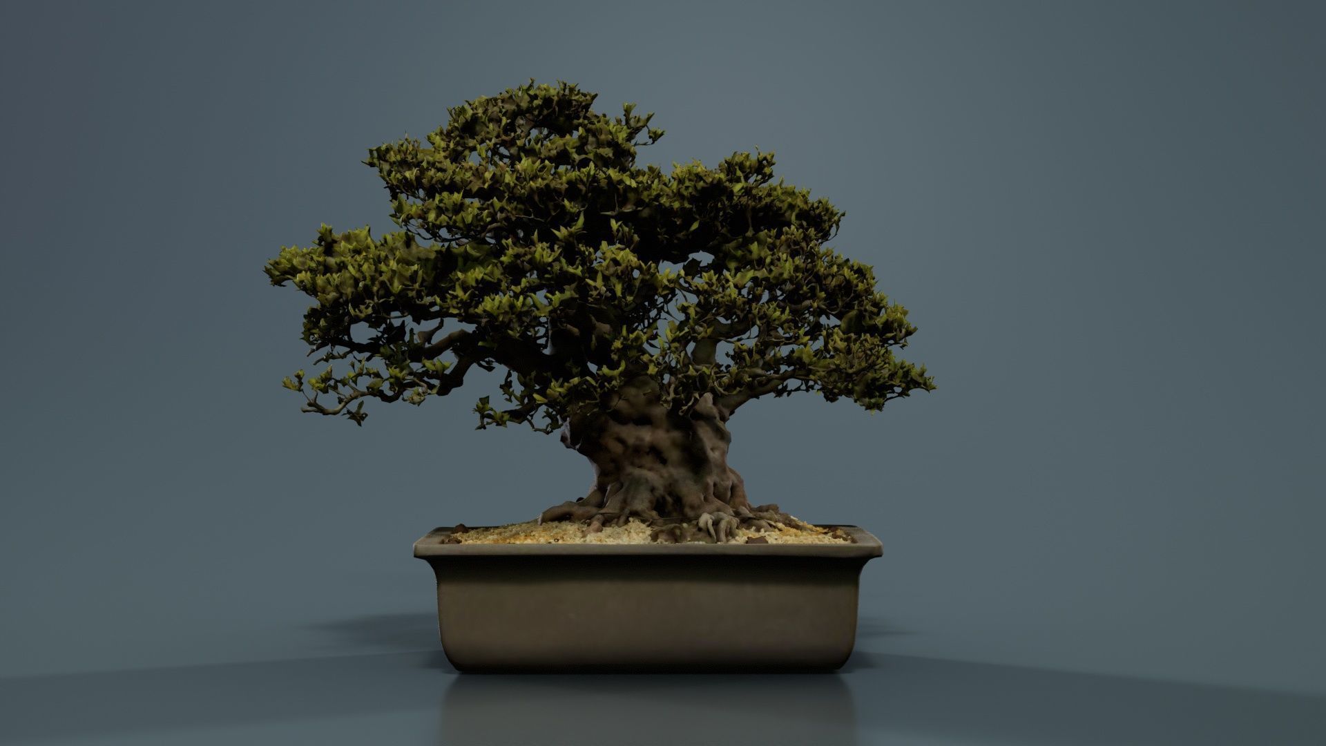 Satsuki Nyohozan 2 Bonsai Tree Low-poly 3D model_7