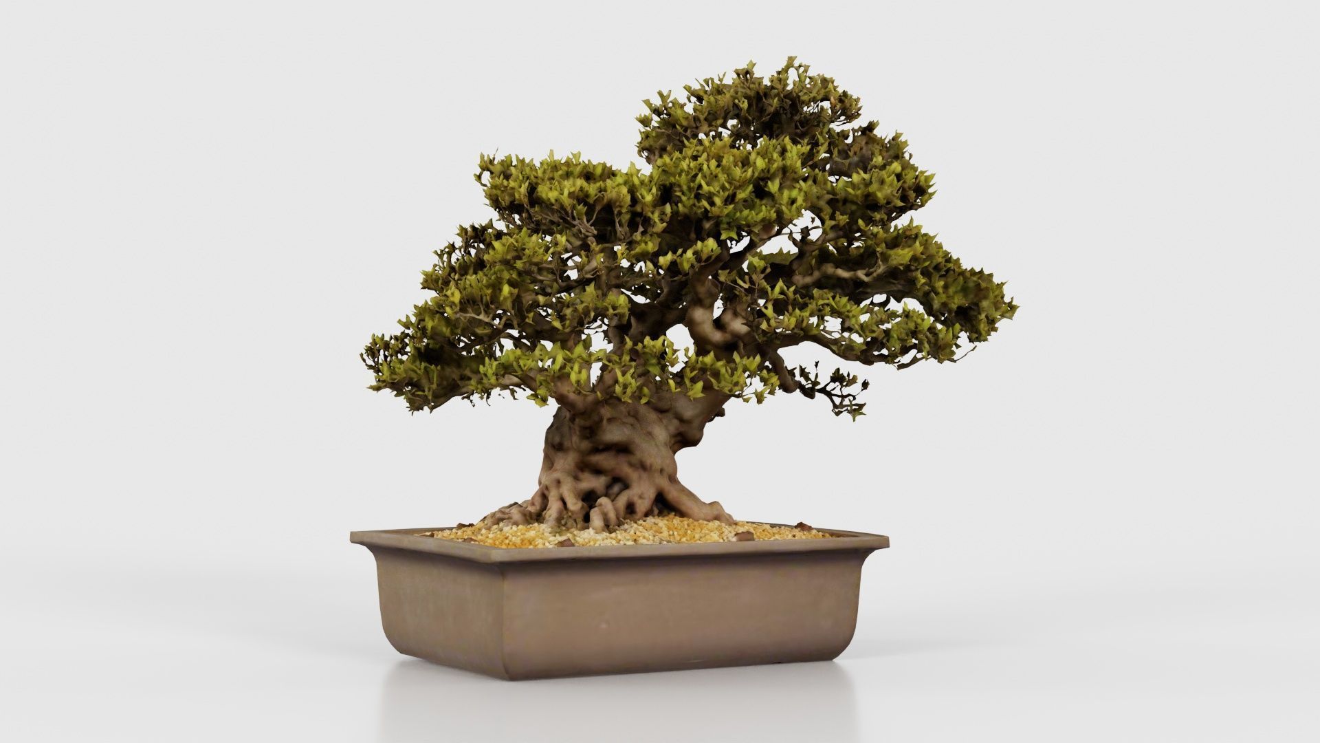 Satsuki Nyohozan 2 Bonsai Tree Low-poly 3D model_16