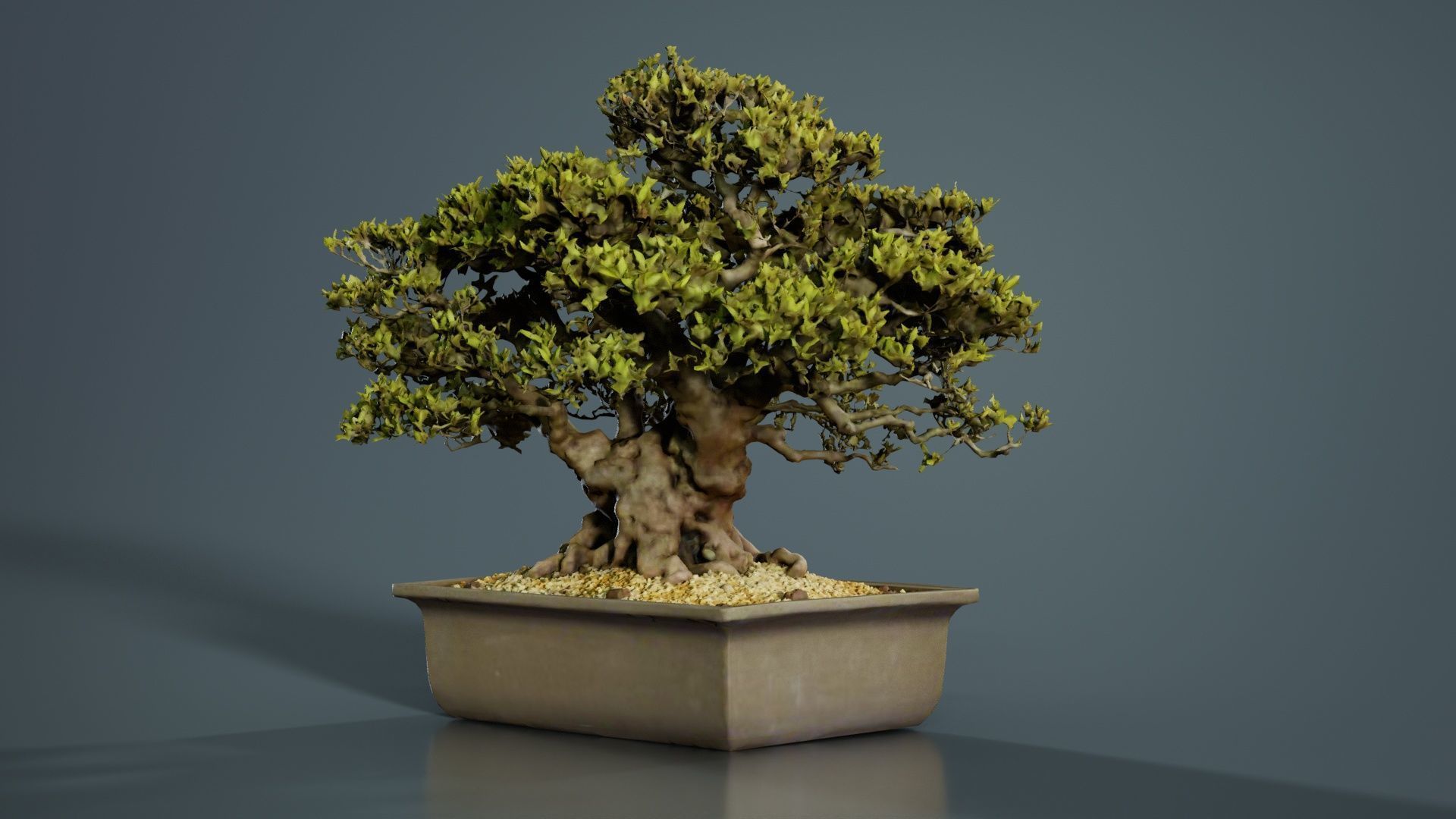Satsuki Nyohozan 2 Bonsai Tree Low-poly 3D model_6