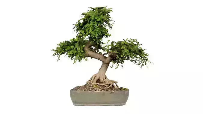 Zanthoxylum Bonsai Tree