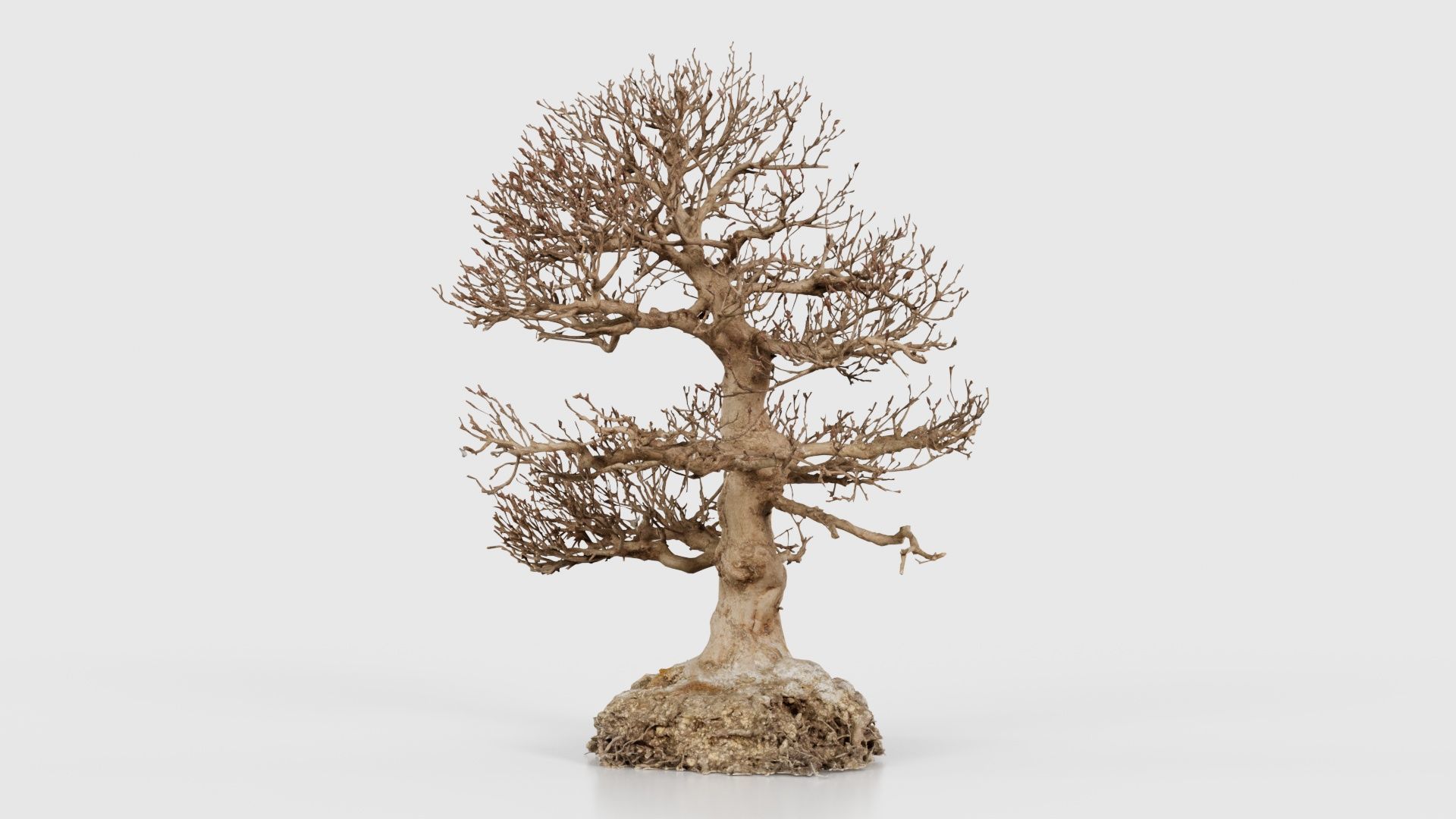 Dead Bonsai Tree 1 Low-poly 3D model_24