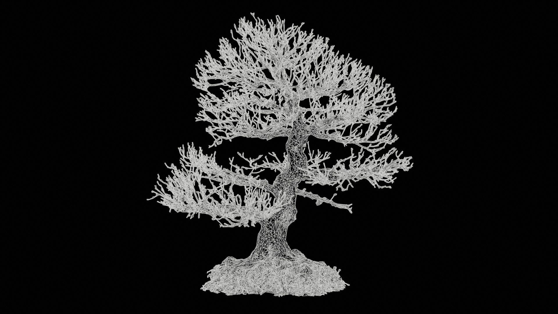 Dead Bonsai Tree 1 Low-poly 3D model_11