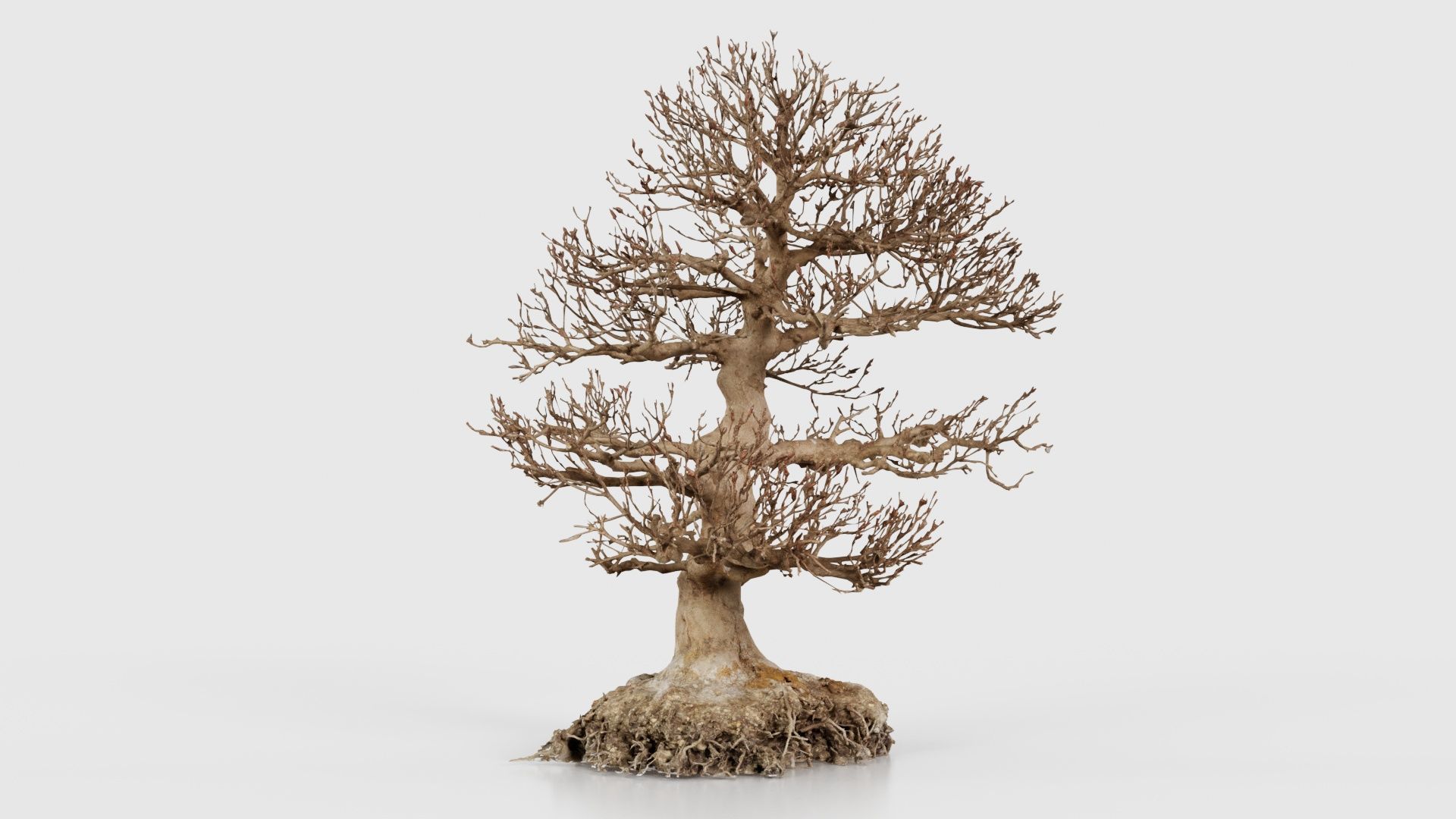 Dead Bonsai Tree 1 Low-poly 3D model_17