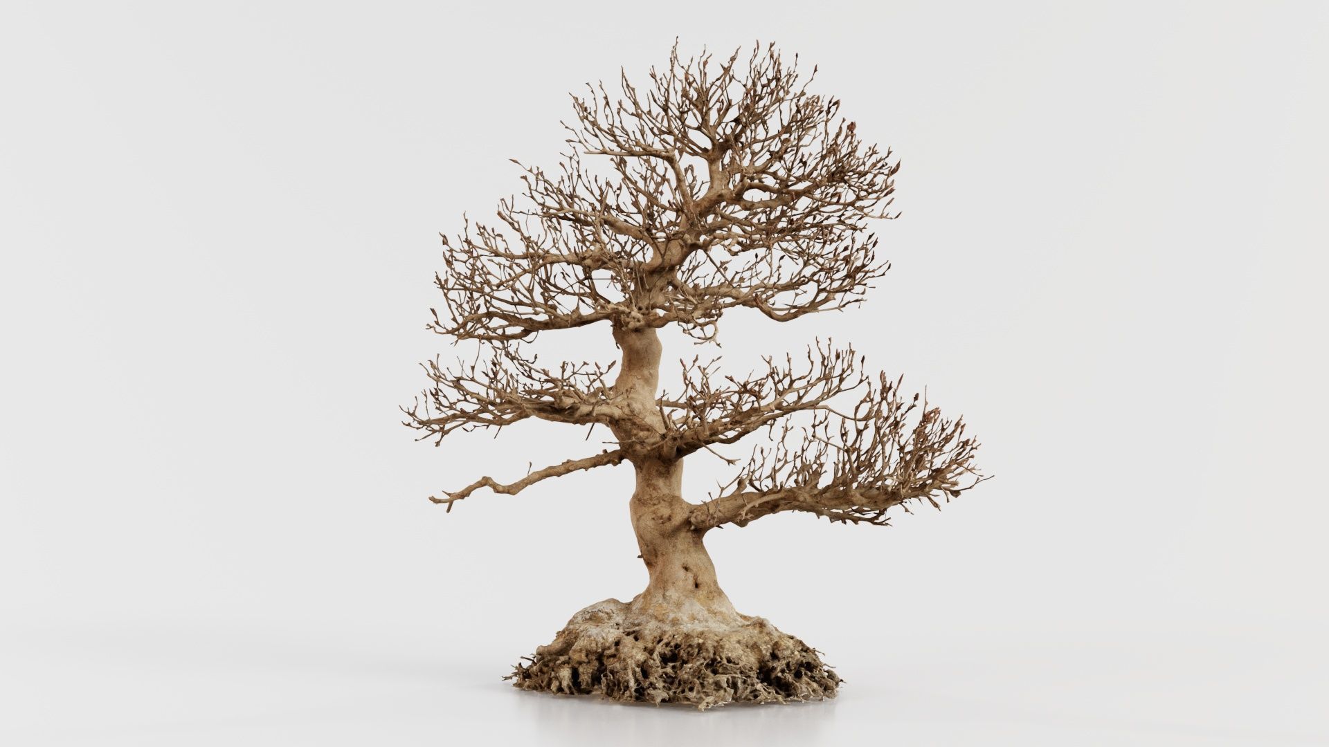 Dead Bonsai Tree 1 Low-poly 3D model_6