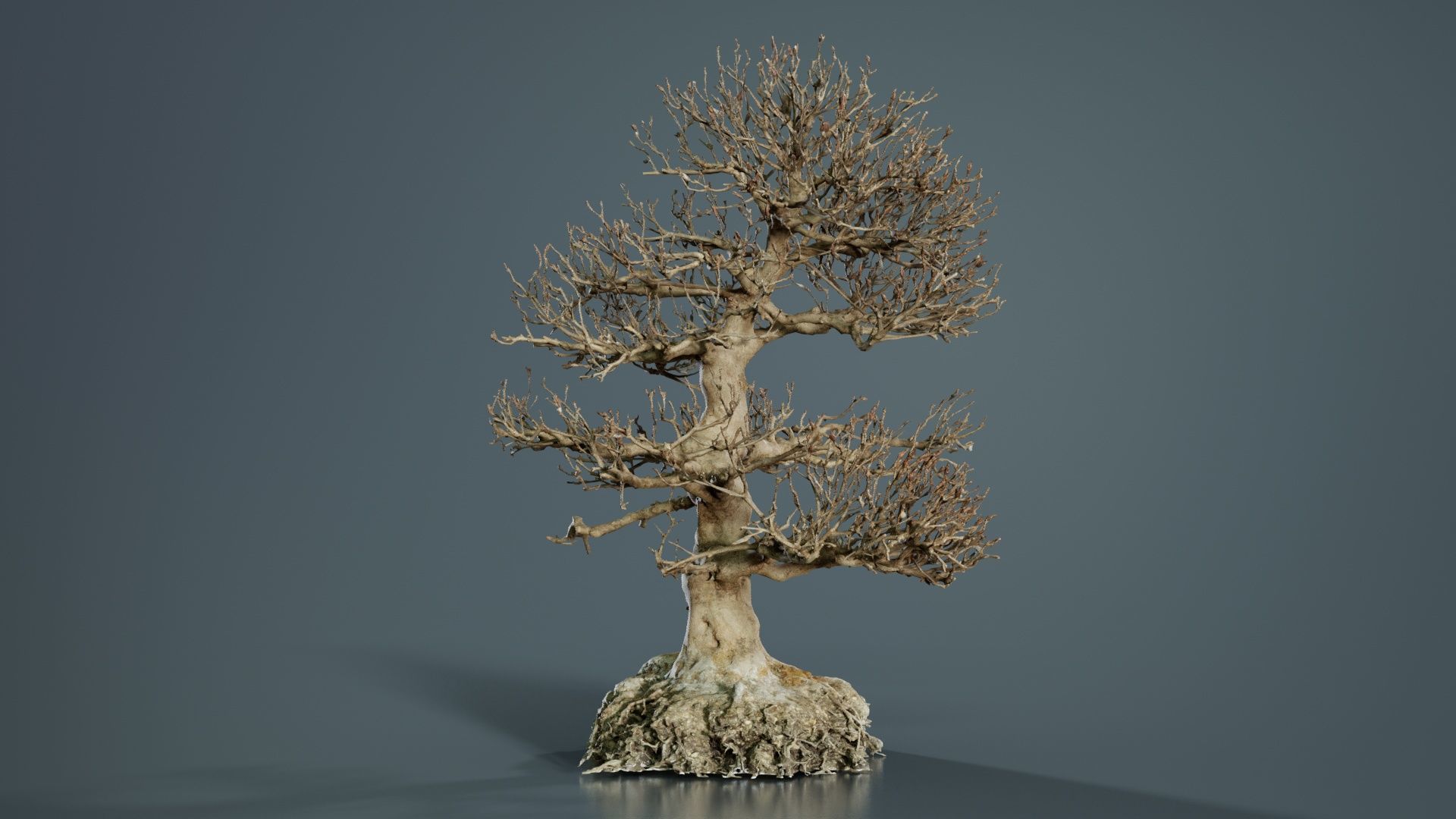 Dead Bonsai Tree 1 Low-poly 3D model_8