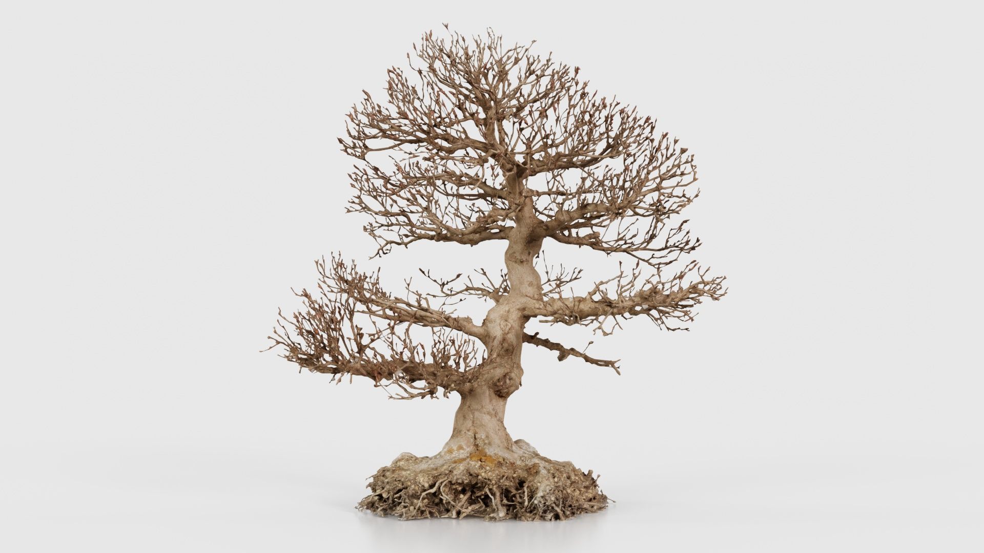 Dead Bonsai Tree 1 Low-poly 3D model_15