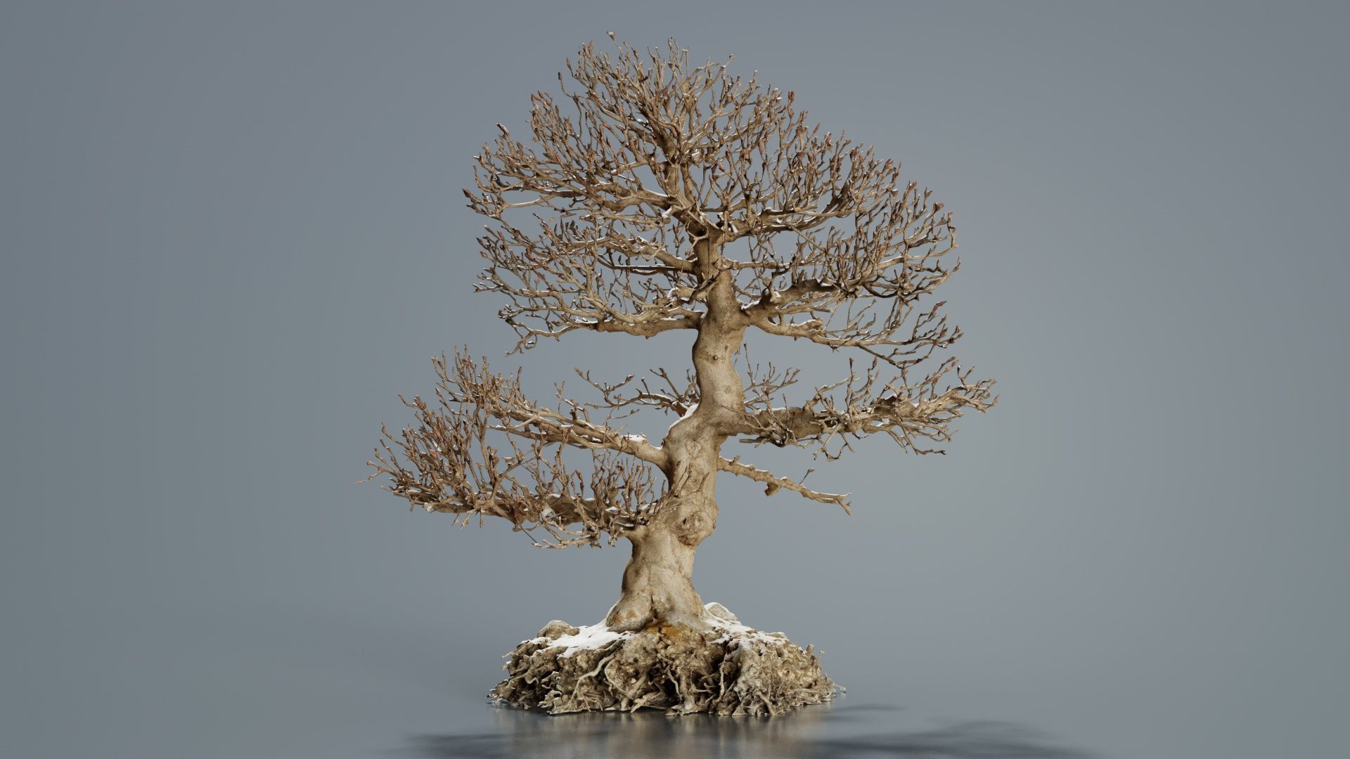 Dead Bonsai Tree 1 Low-poly 3D model_5