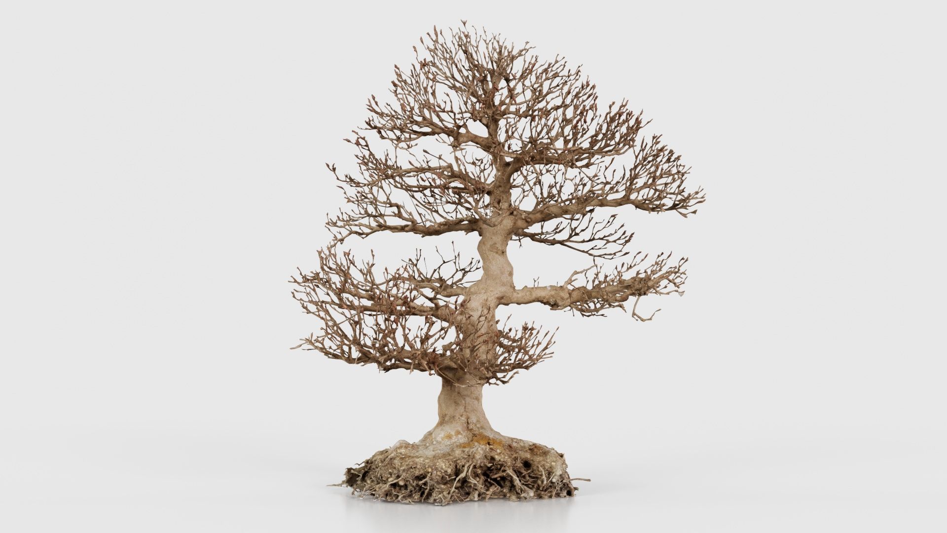 Dead Bonsai Tree 1 Low-poly 3D model_16