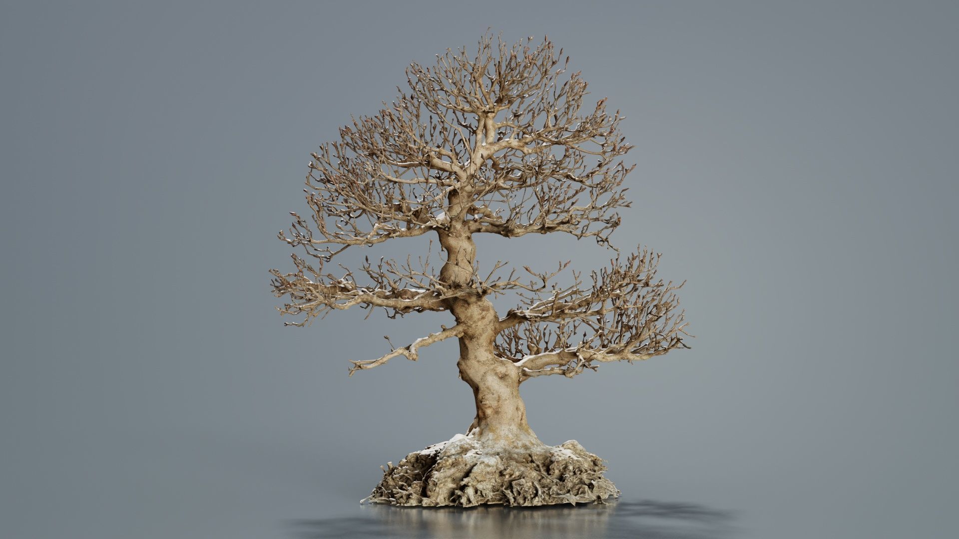 Dead Bonsai Tree 1 Low-poly 3D model_3