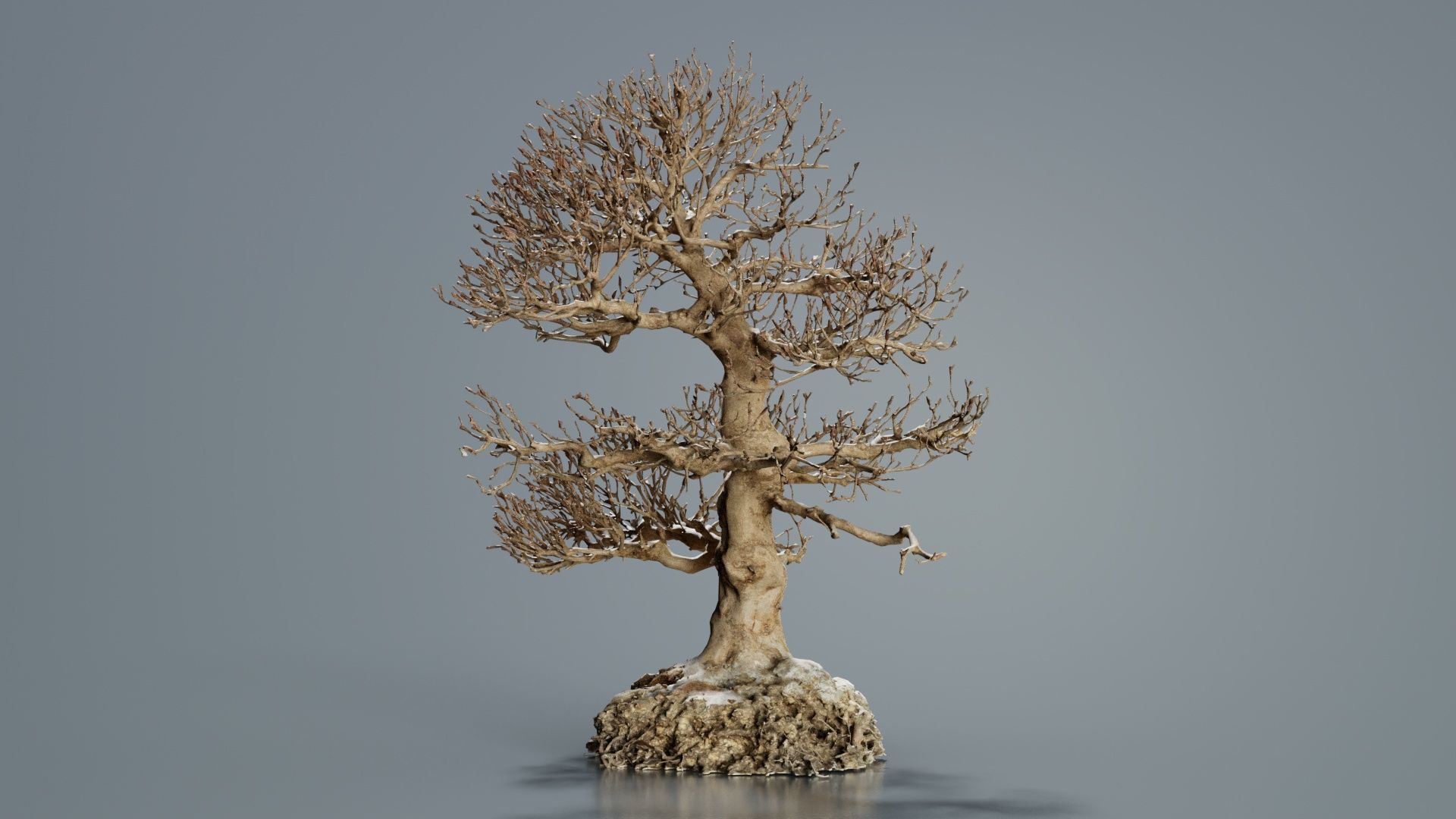 Dead Bonsai Tree 1 Low-poly 3D model_1
