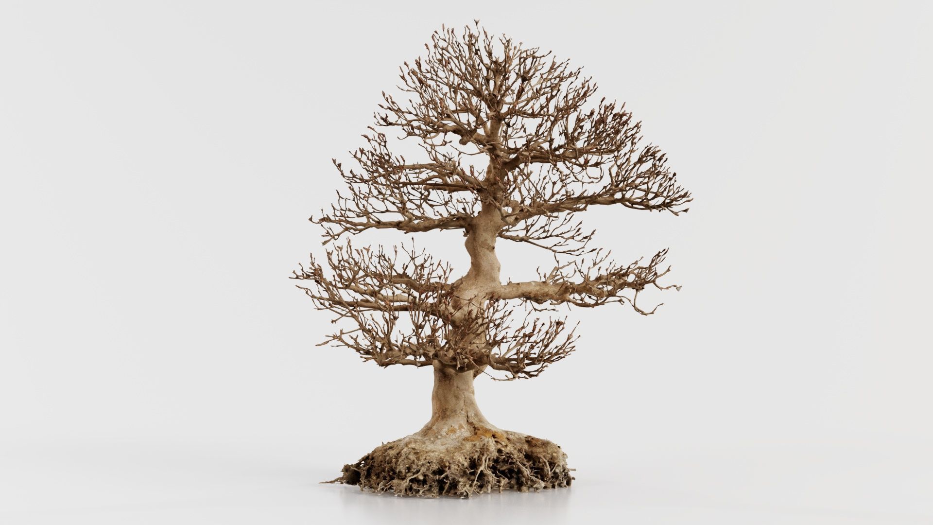 Dead Bonsai Tree 1 Low-poly 3D model_2