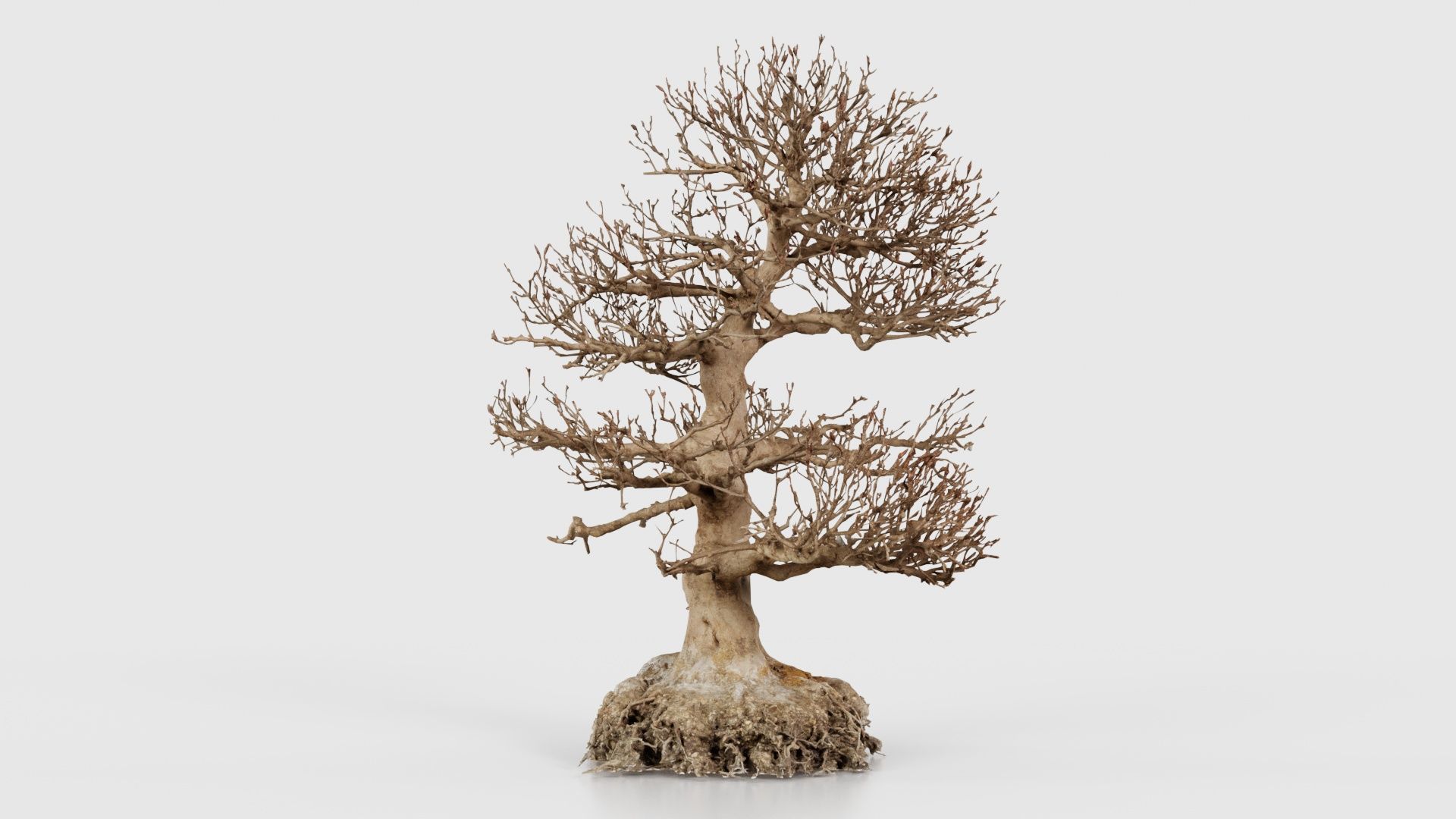 Dead Bonsai Tree 1 Low-poly 3D model_18