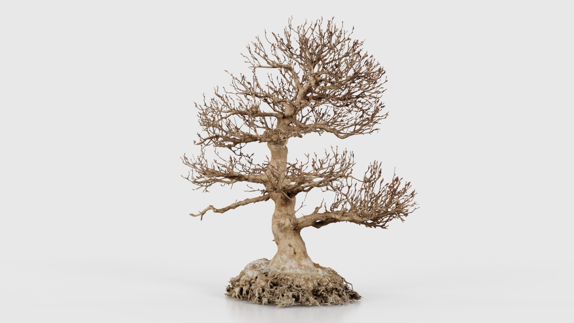 Dead Bonsai Tree 1 Low-poly 3D model_19