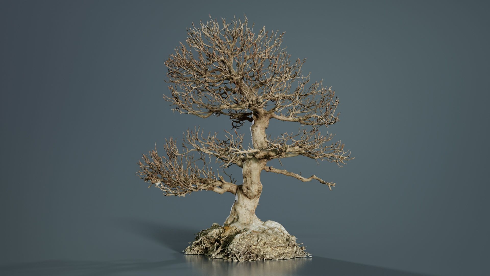 Dead Bonsai Tree 1 Low-poly 3D model_4