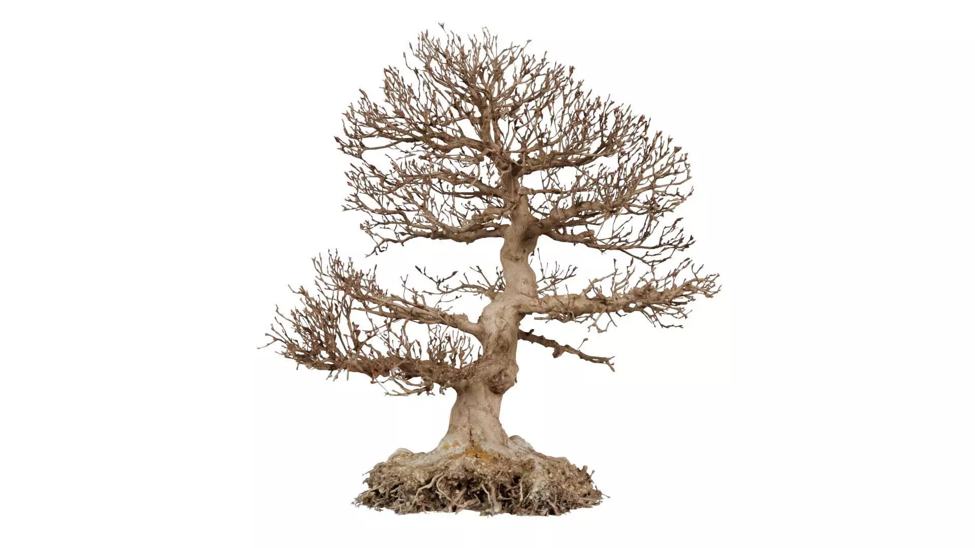 Dead Bonsai Tree 1 Low-poly 3D model_0