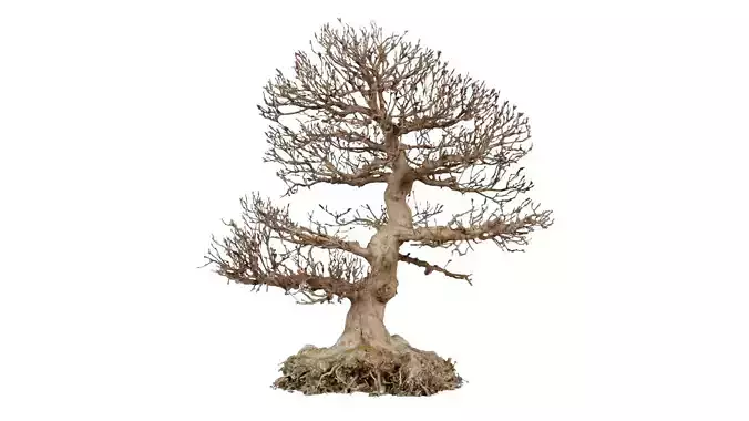 Dead Bonsai Tree 1 Low-poly 3D model