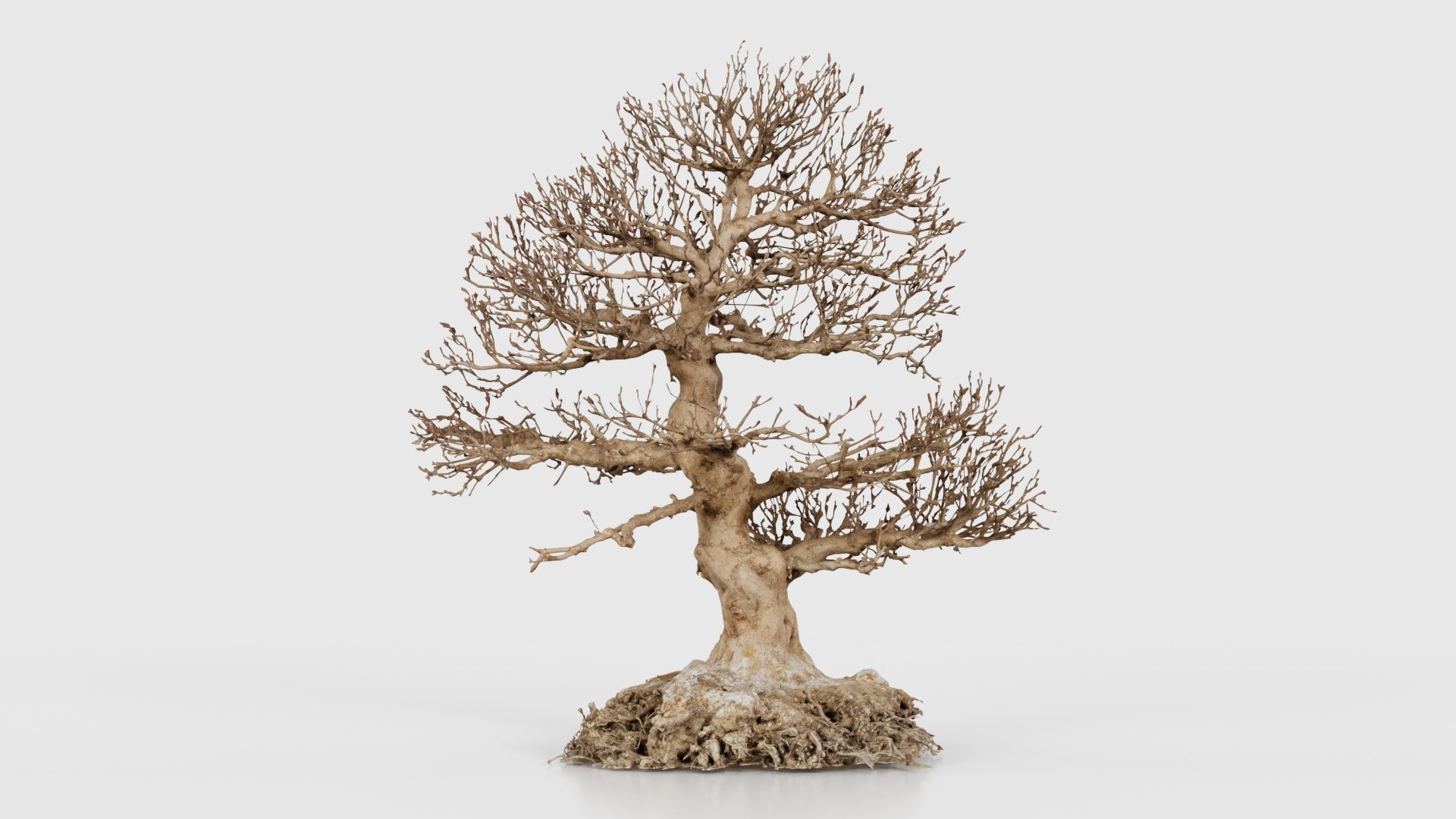 Dead Bonsai Tree 1 Low-poly 3D model_21