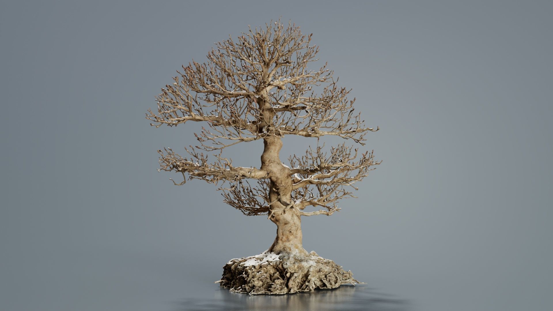 Dead Bonsai Tree 1 Low-poly 3D model_7