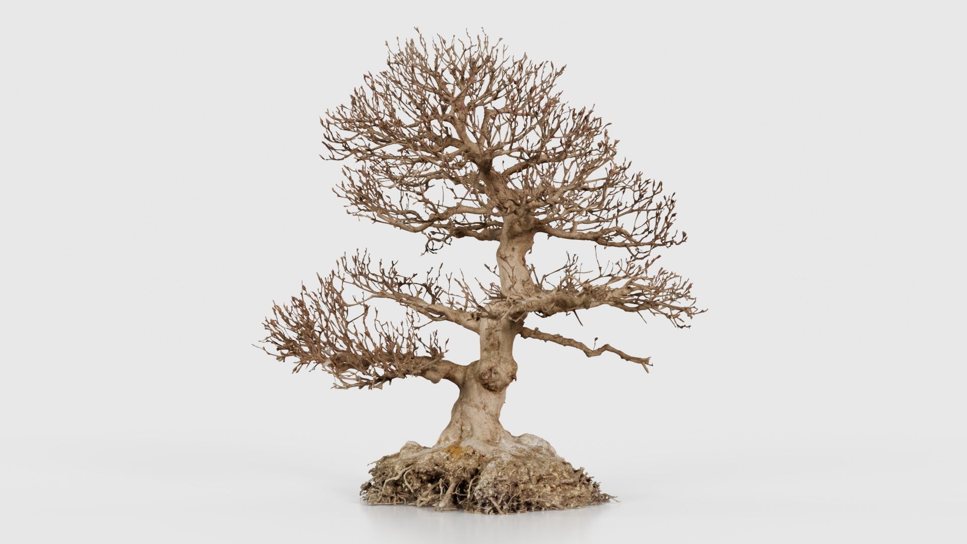 Dead Bonsai Tree 1 Low-poly 3D model_26
