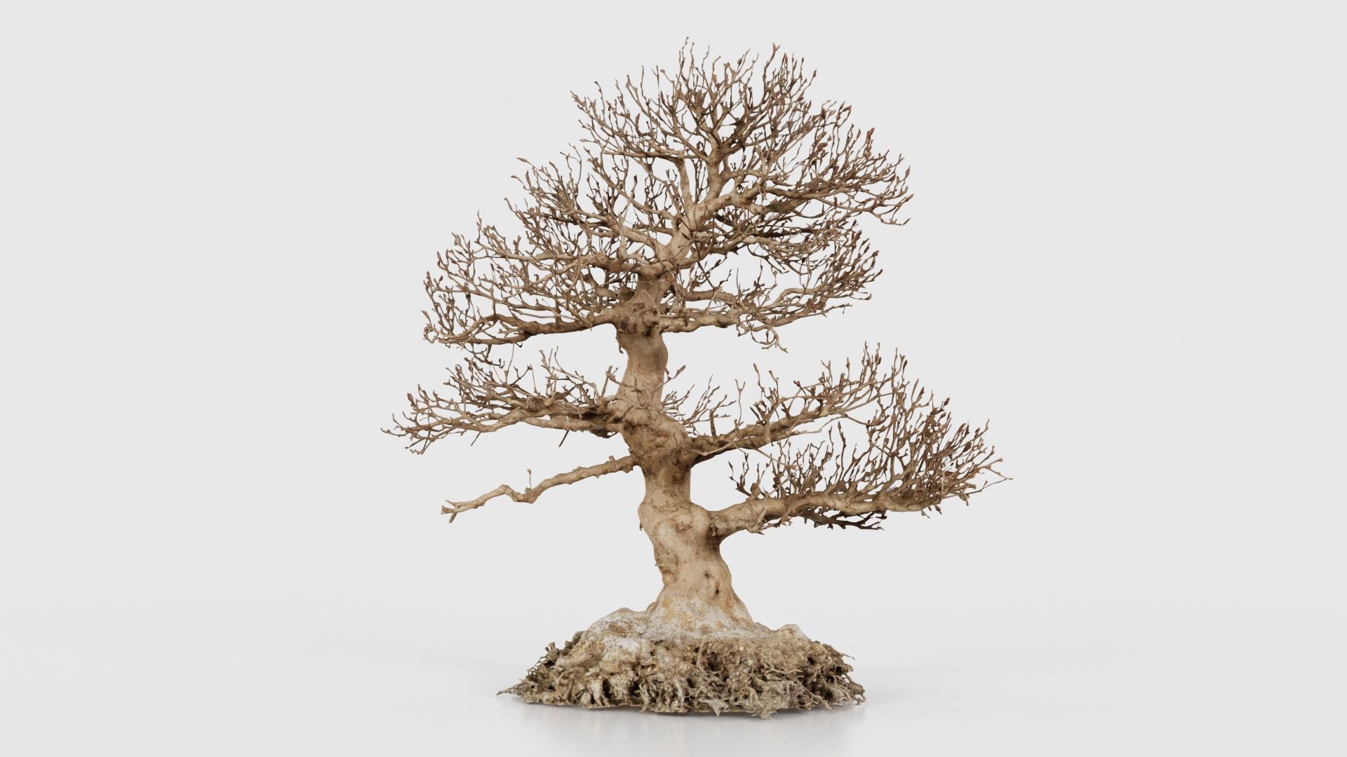 Dead Bonsai Tree 1 Low-poly 3D model_20