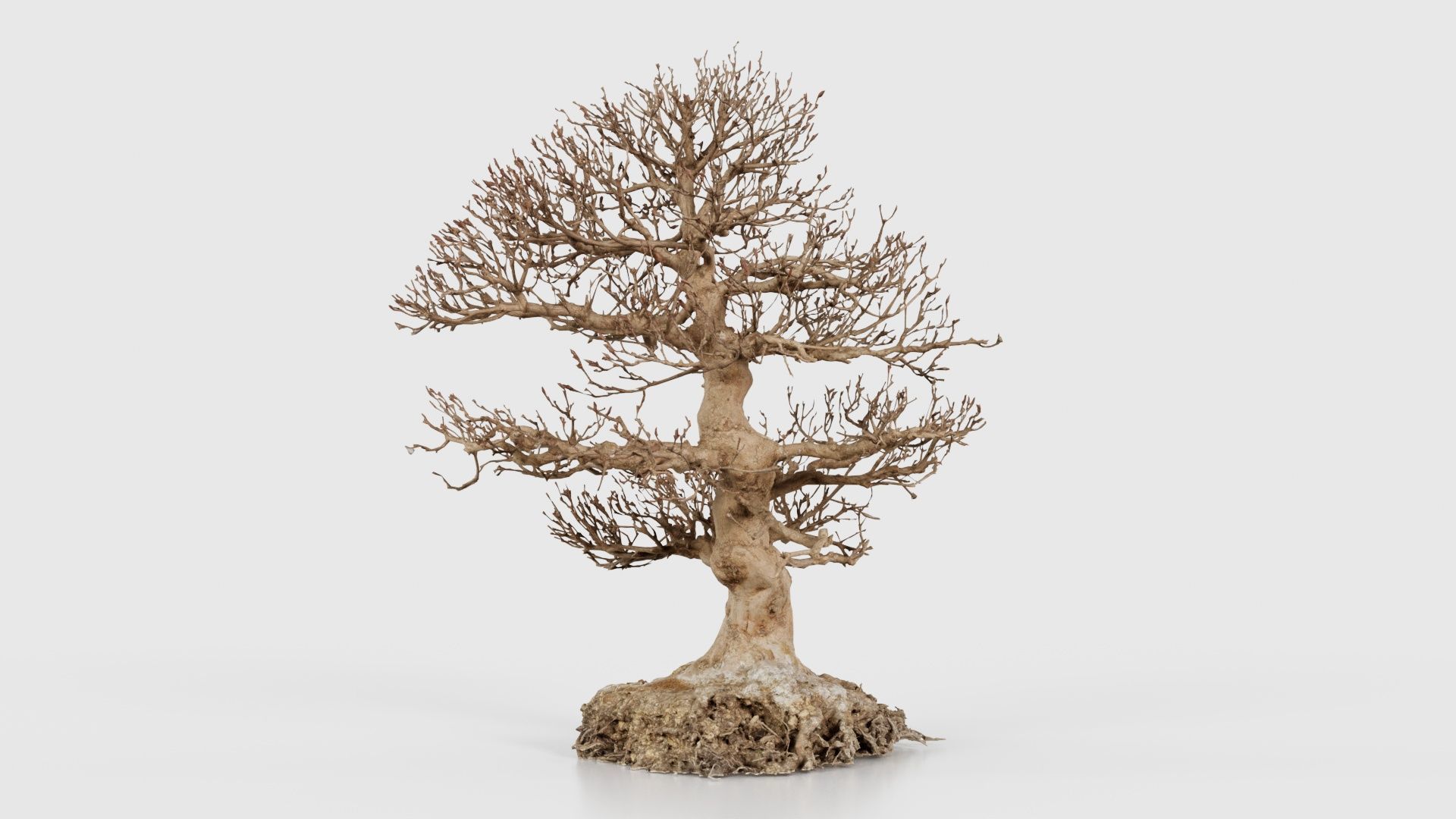 Dead Bonsai Tree 1 Low-poly 3D model_23