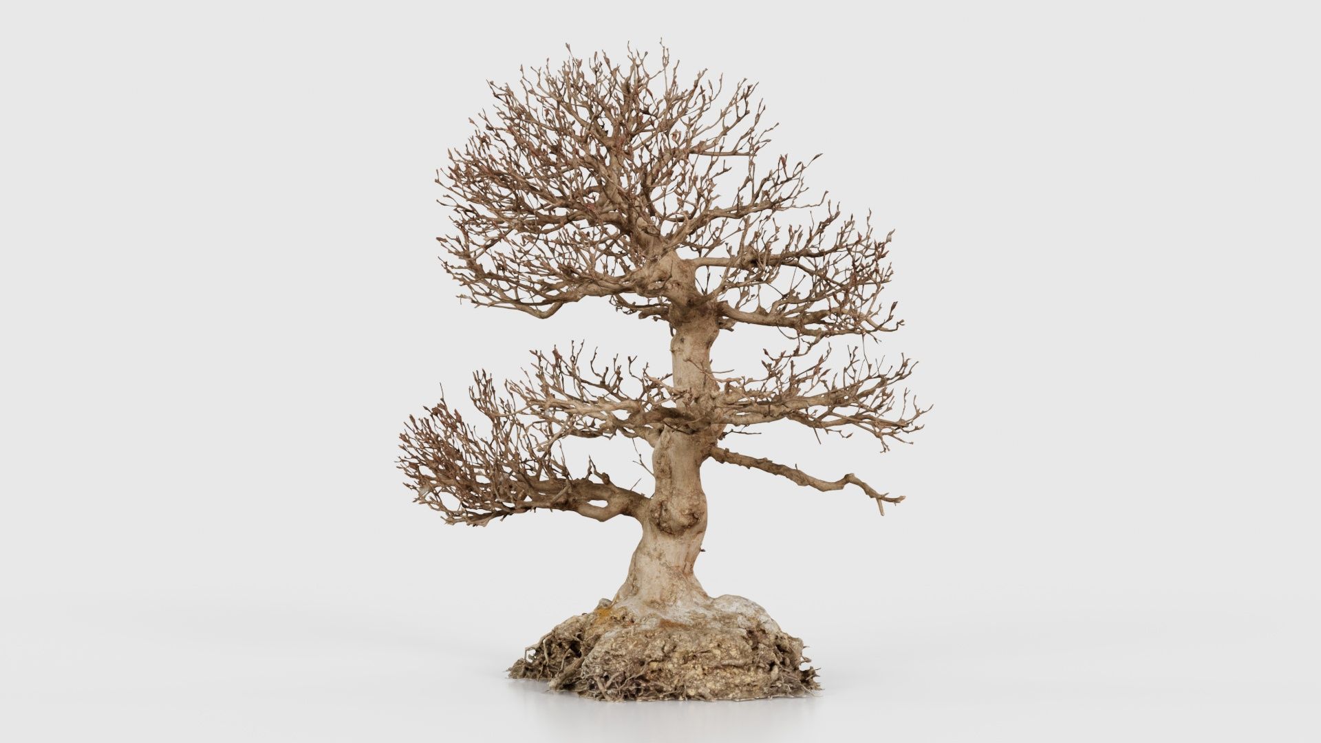 Dead Bonsai Tree 1 Low-poly 3D model_25