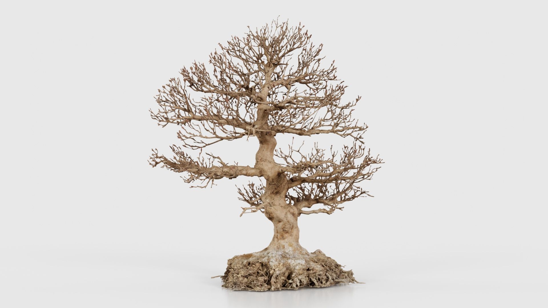Dead Bonsai Tree 1 Low-poly 3D model_22