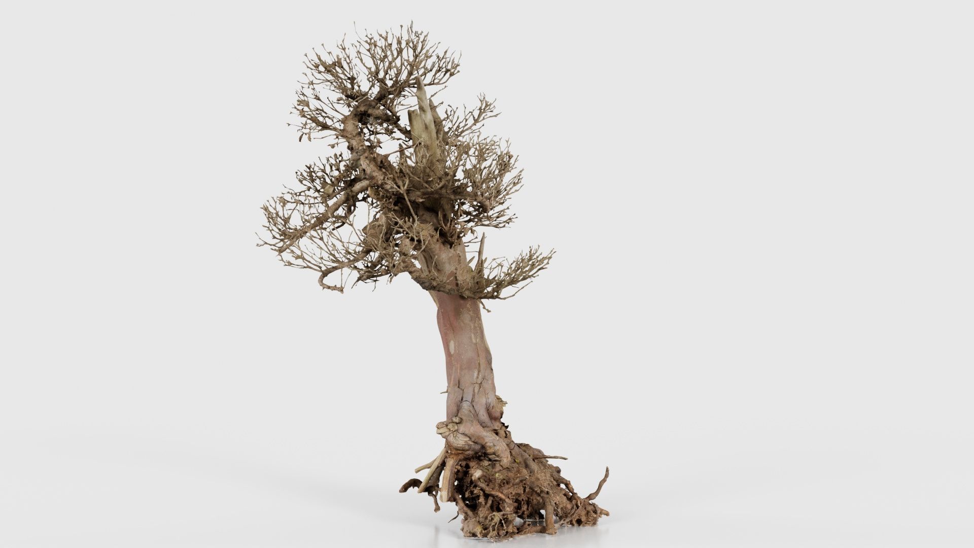 Dead Bonsai Tree 2 Low-poly 3D model_24