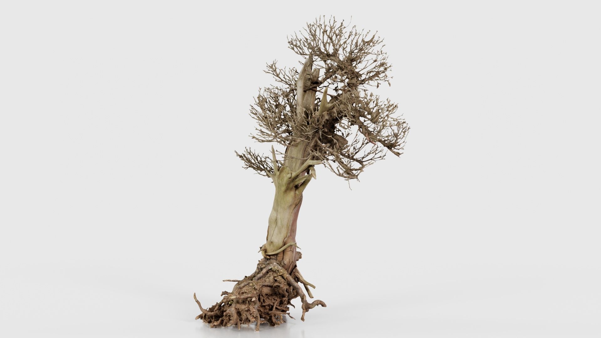Dead Bonsai Tree 2 Low-poly 3D model_18