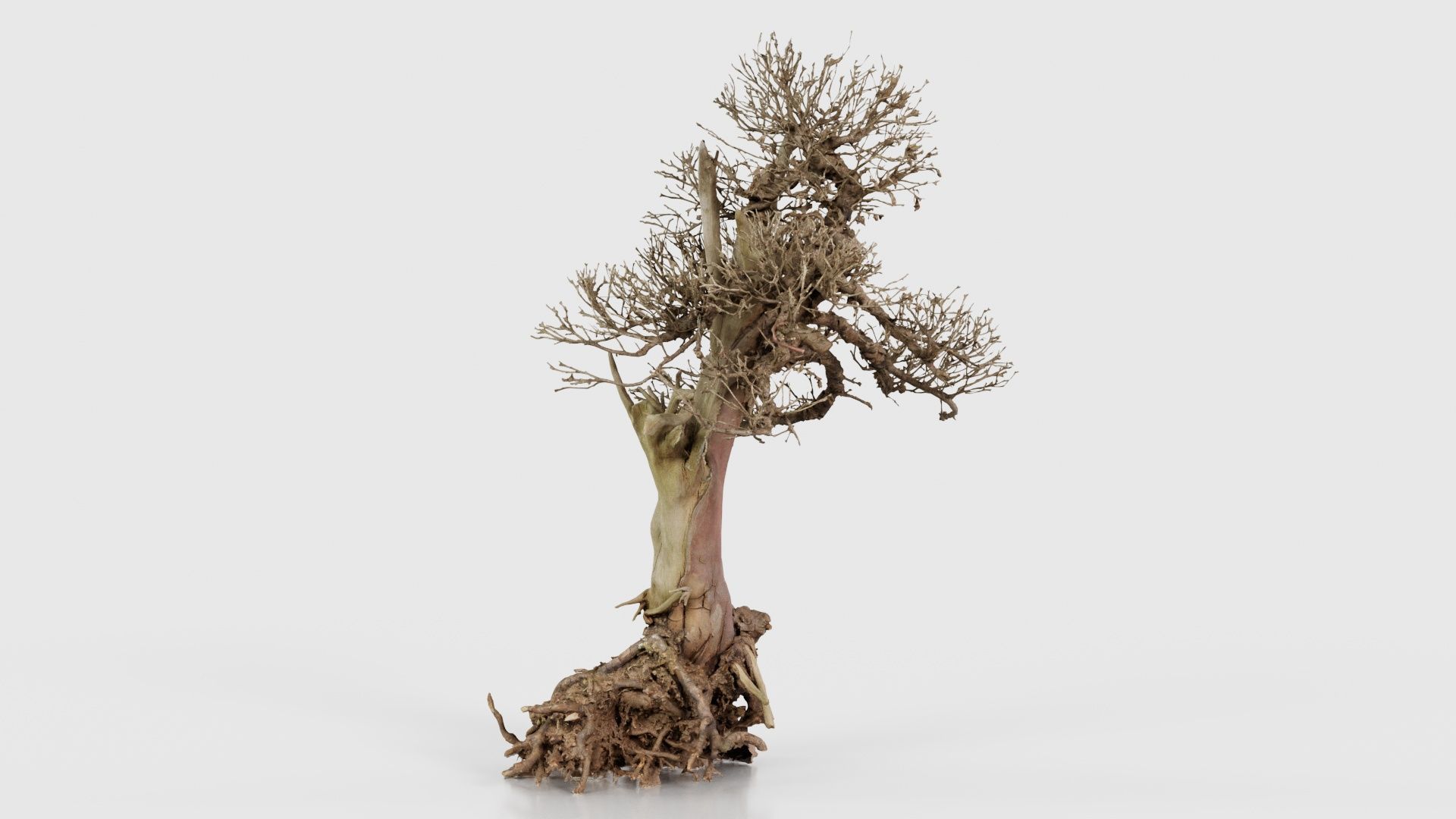 Dead Bonsai Tree 2 Low-poly 3D model_17