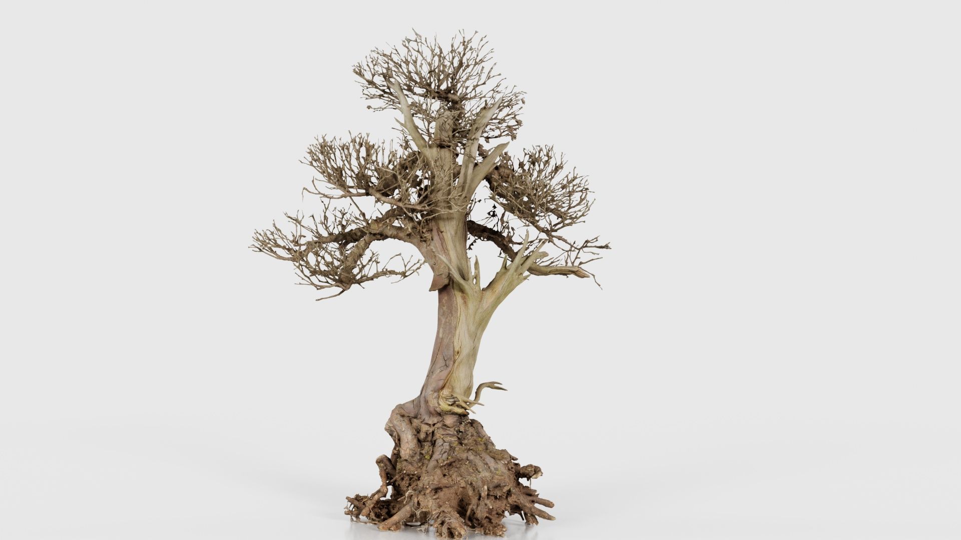 Dead Bonsai Tree 2 Low-poly 3D model_21