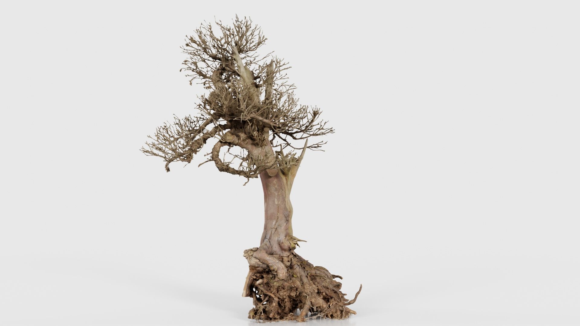 Dead Bonsai Tree 2 Low-poly 3D model_23