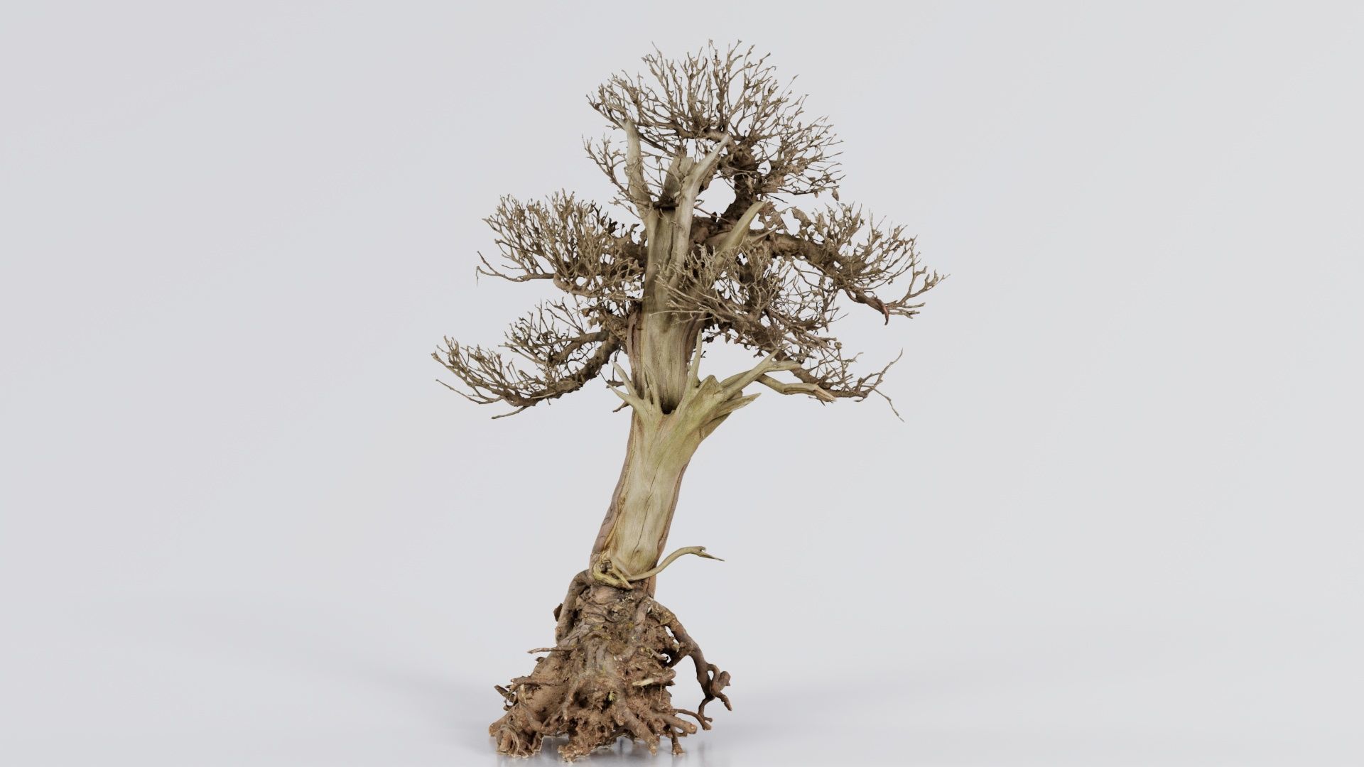 Dead Bonsai Tree 2 Low-poly 3D model_4