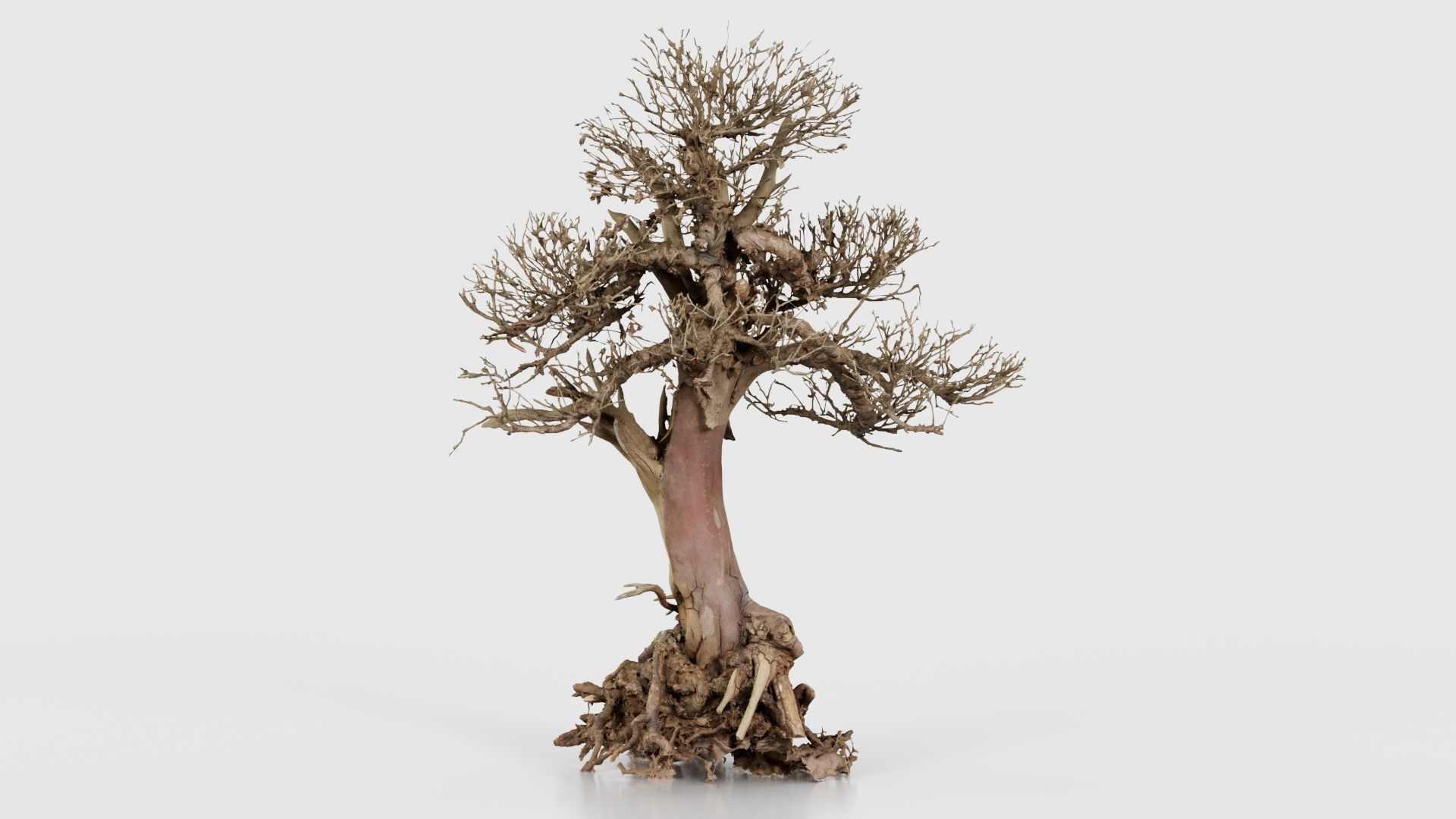 Dead Bonsai Tree 2 Low-poly 3D model_15