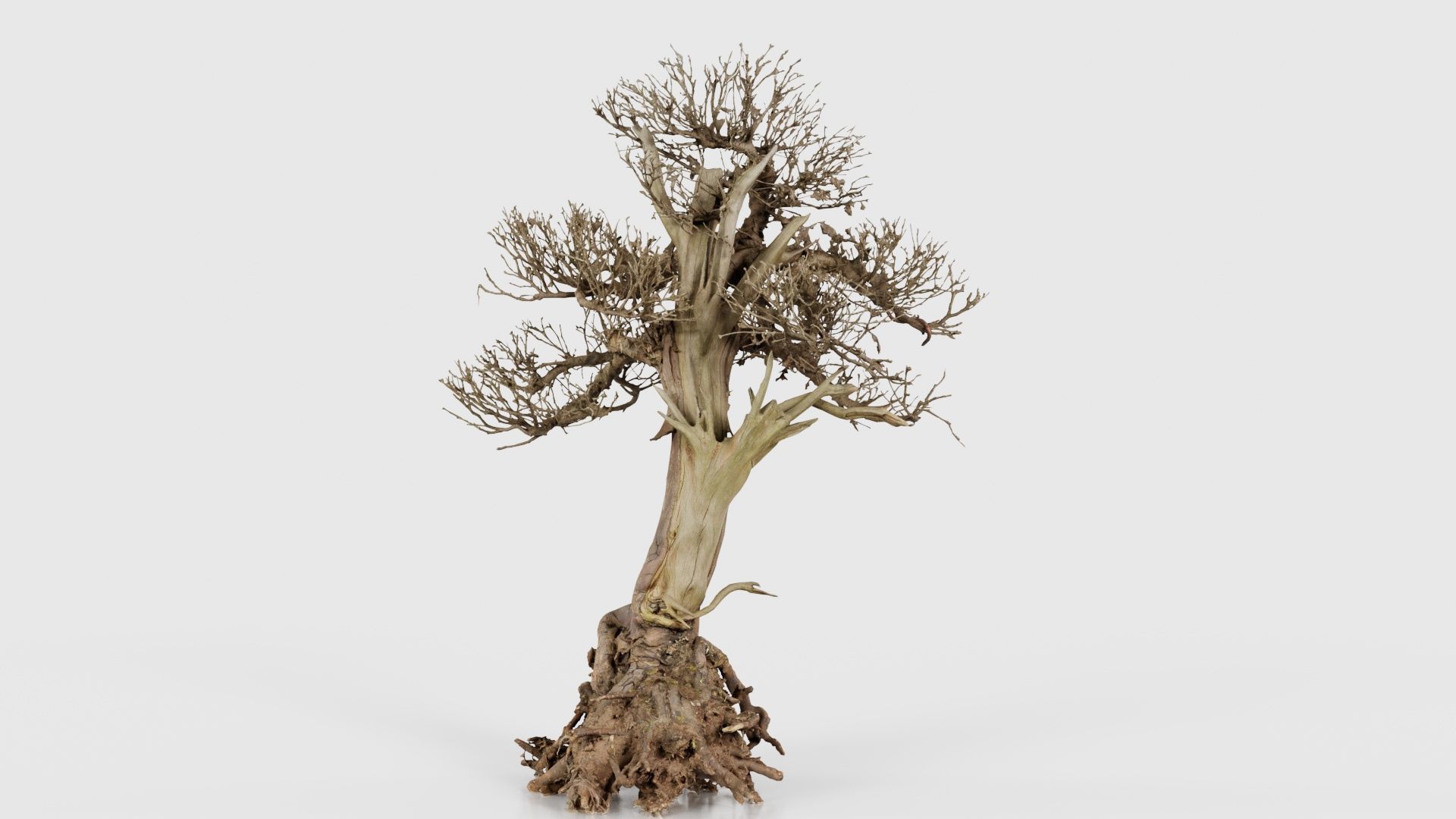 Dead Bonsai Tree 2 Low-poly 3D model_20