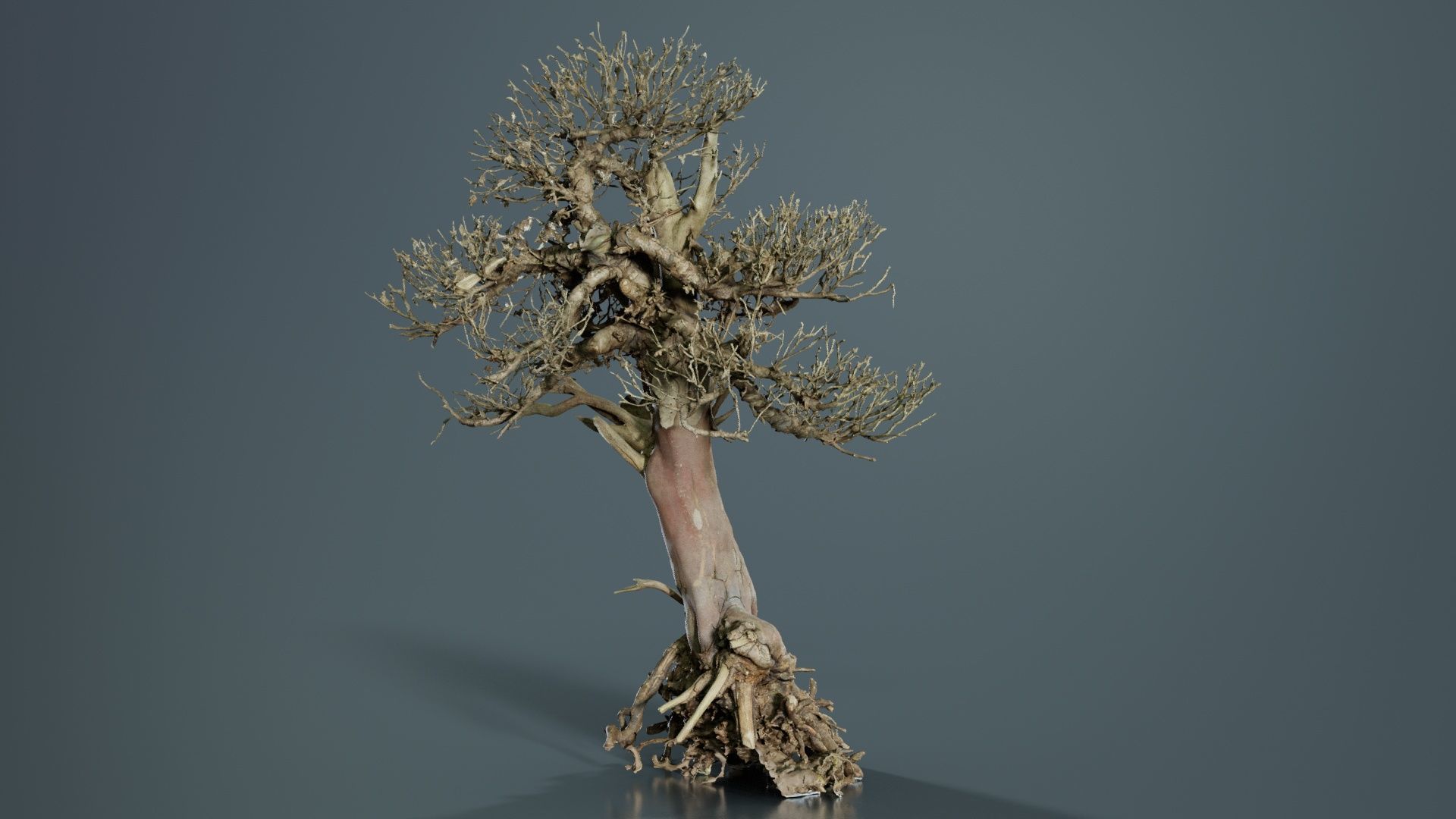 Dead Bonsai Tree 2 Low-poly 3D model_5