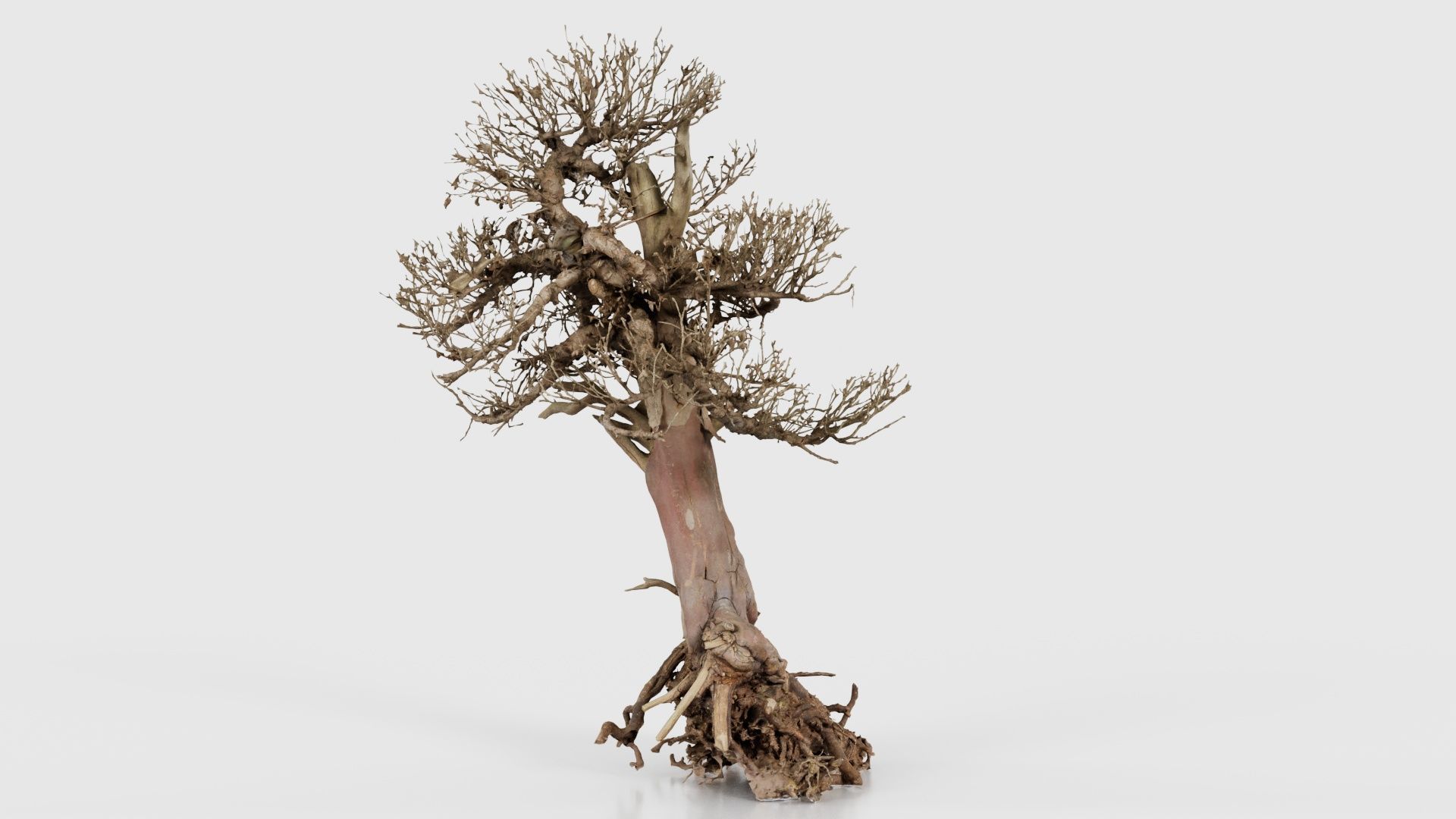 Dead Bonsai Tree 2 Low-poly 3D model_25