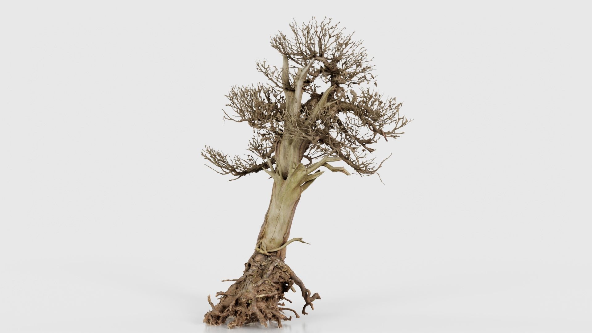 Dead Bonsai Tree 2 Low-poly 3D model_19