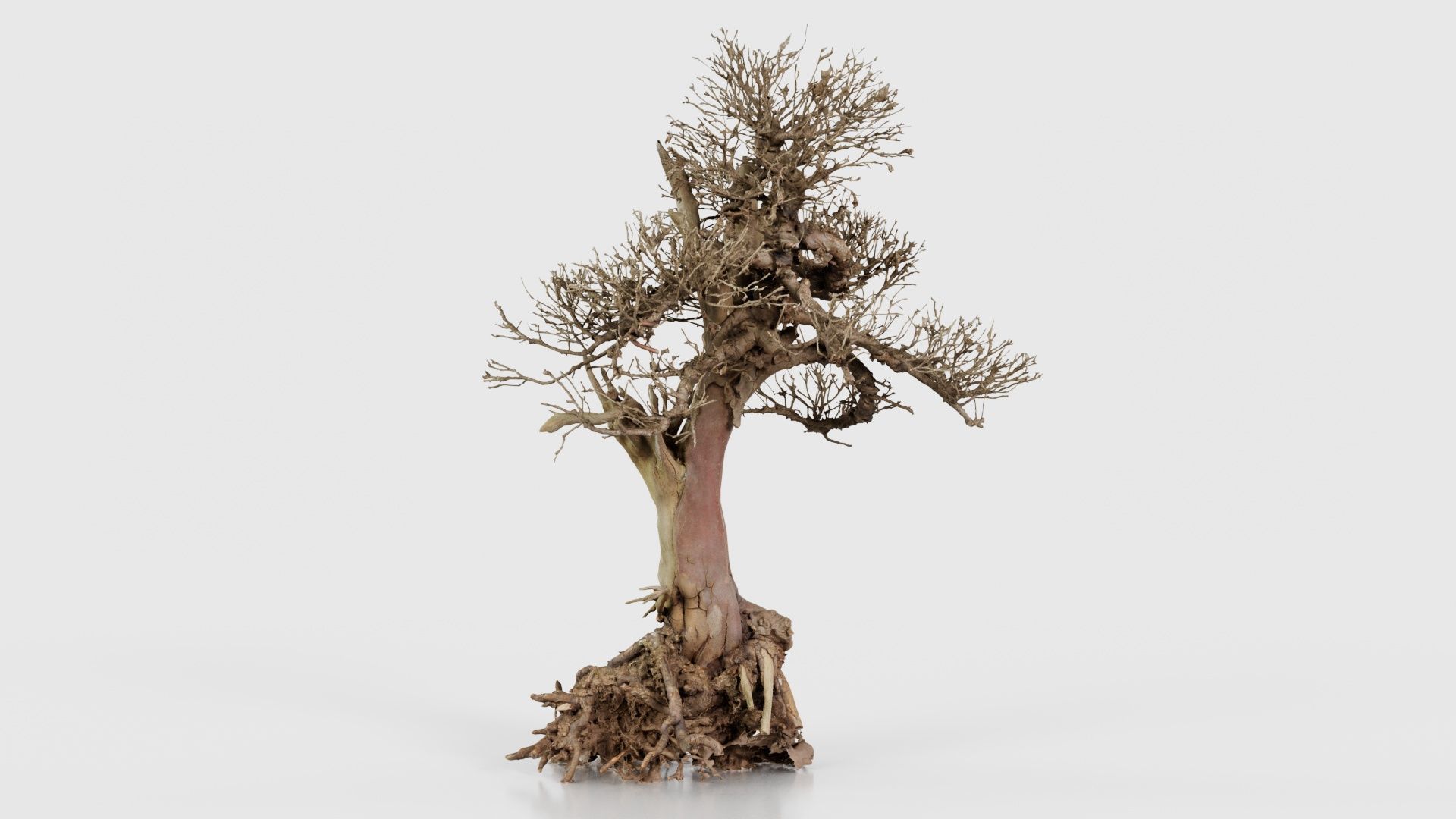 Dead Bonsai Tree 2 Low-poly 3D model_16