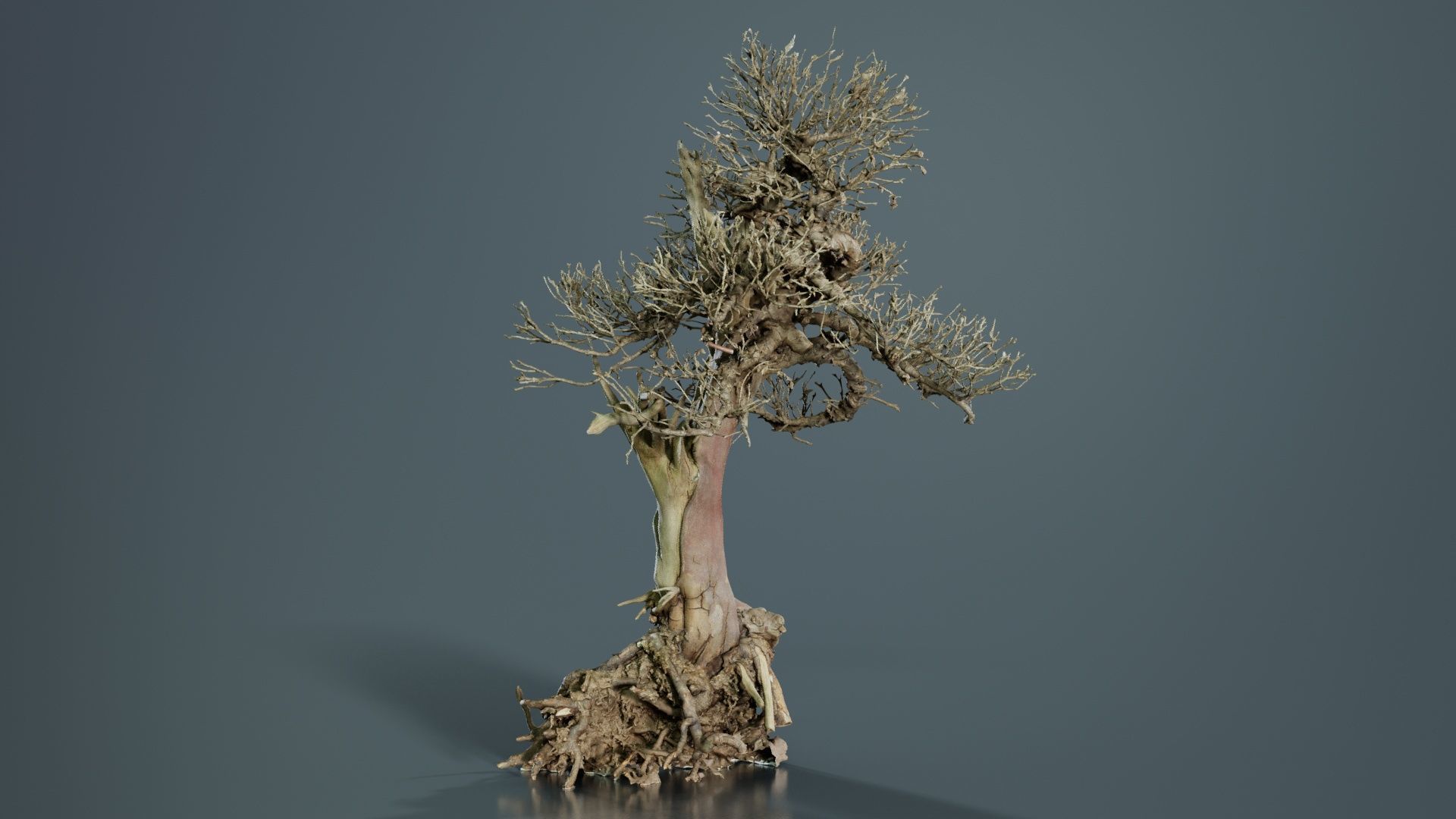 Dead Bonsai Tree 2 Low-poly 3D model_3
