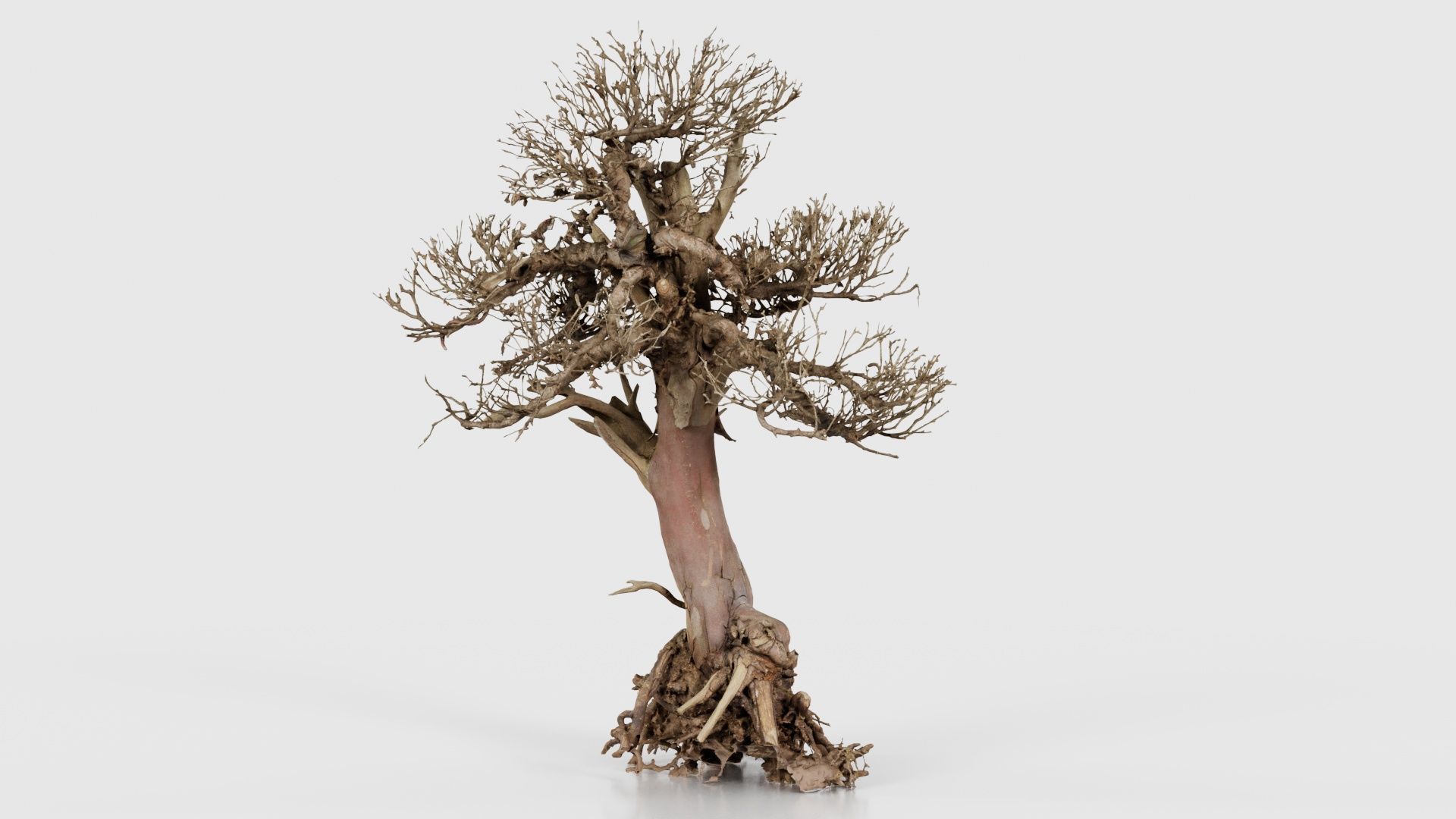 Dead Bonsai Tree 2 Low-poly 3D model_26