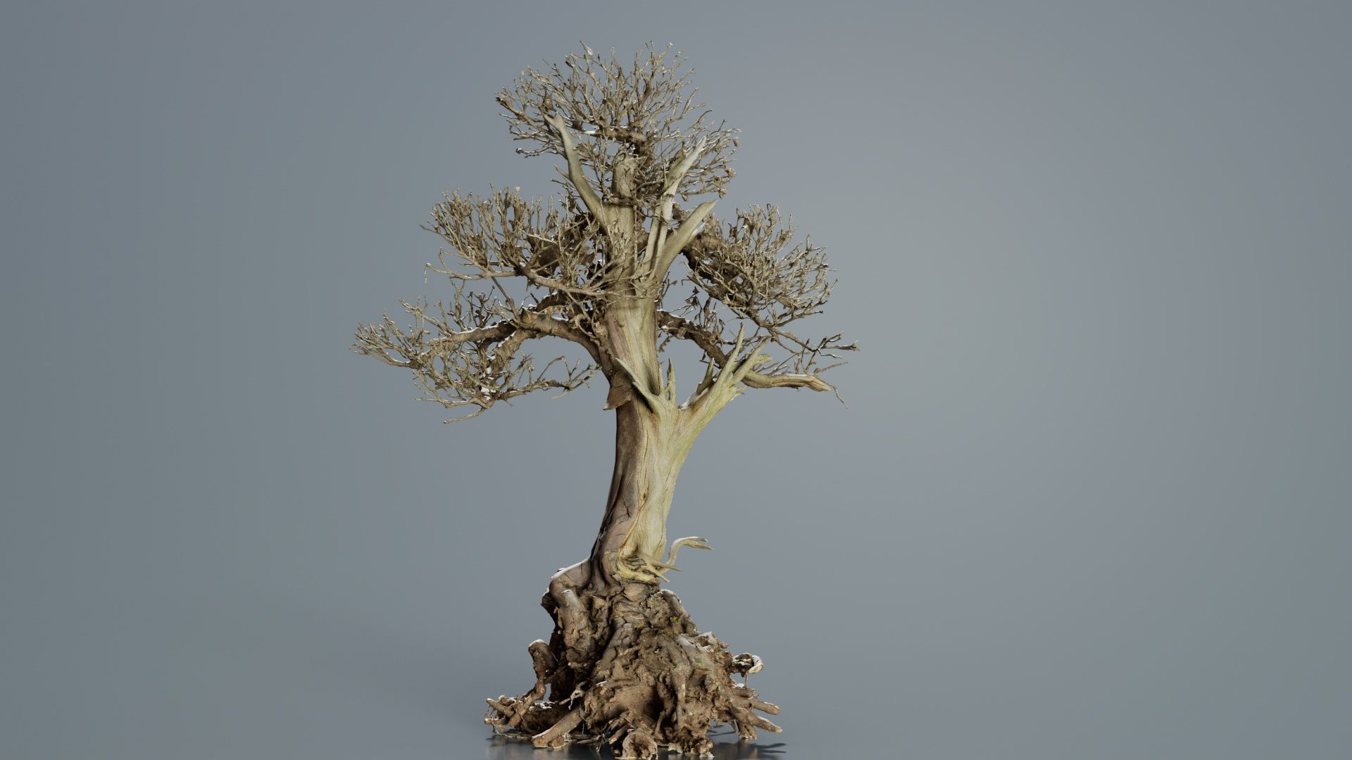 Dead Bonsai Tree 2 Low-poly 3D model_7