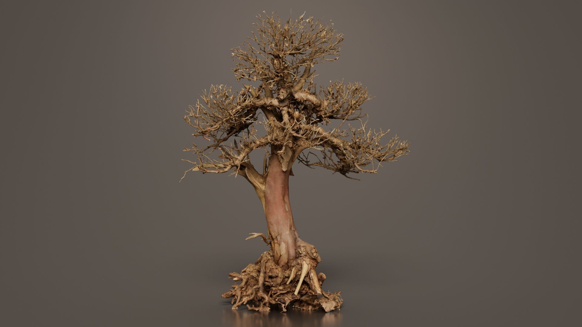Dead Bonsai Tree 2 Low-poly 3D model_6