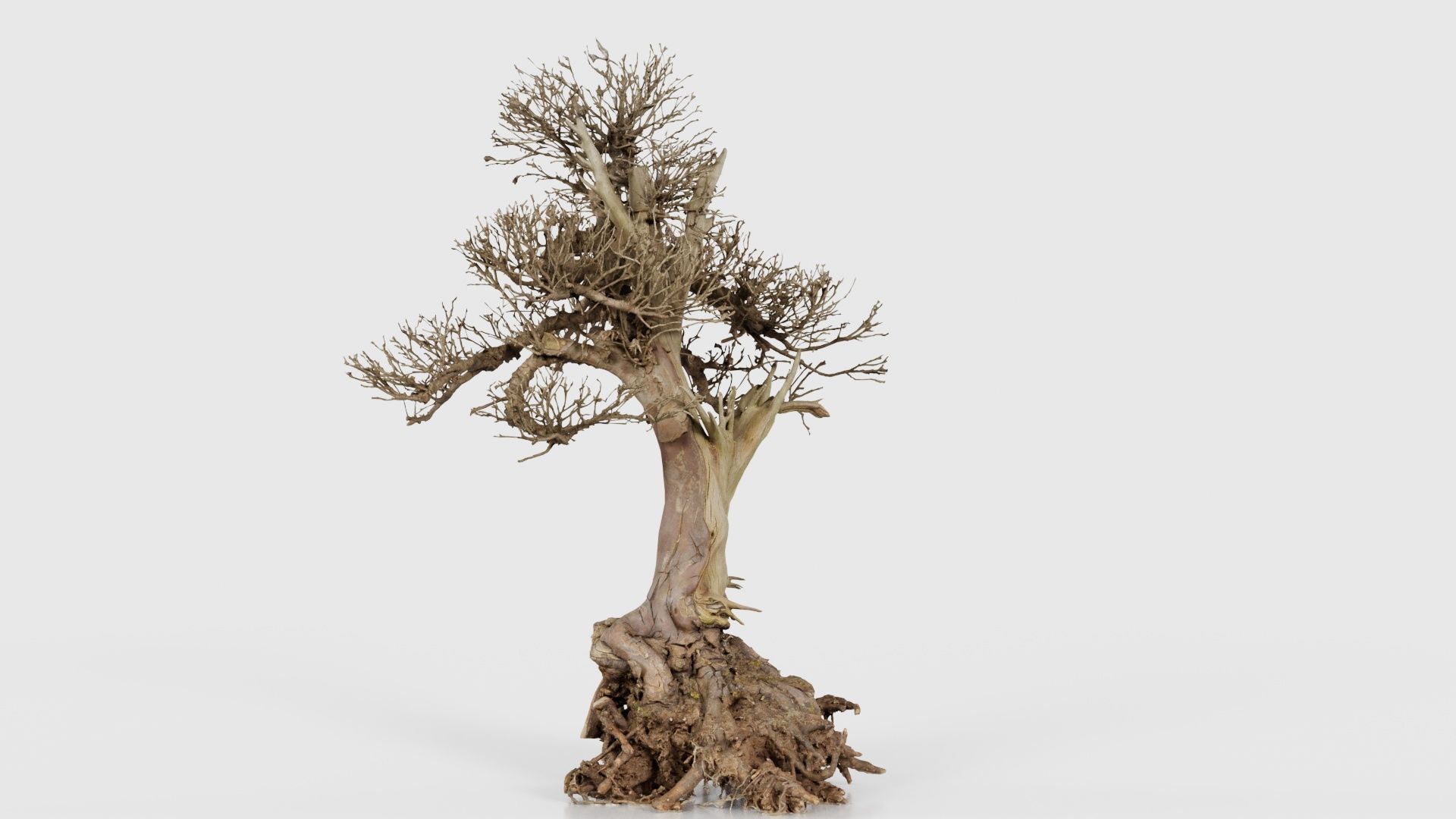 Dead Bonsai Tree 2 Low-poly 3D model_22
